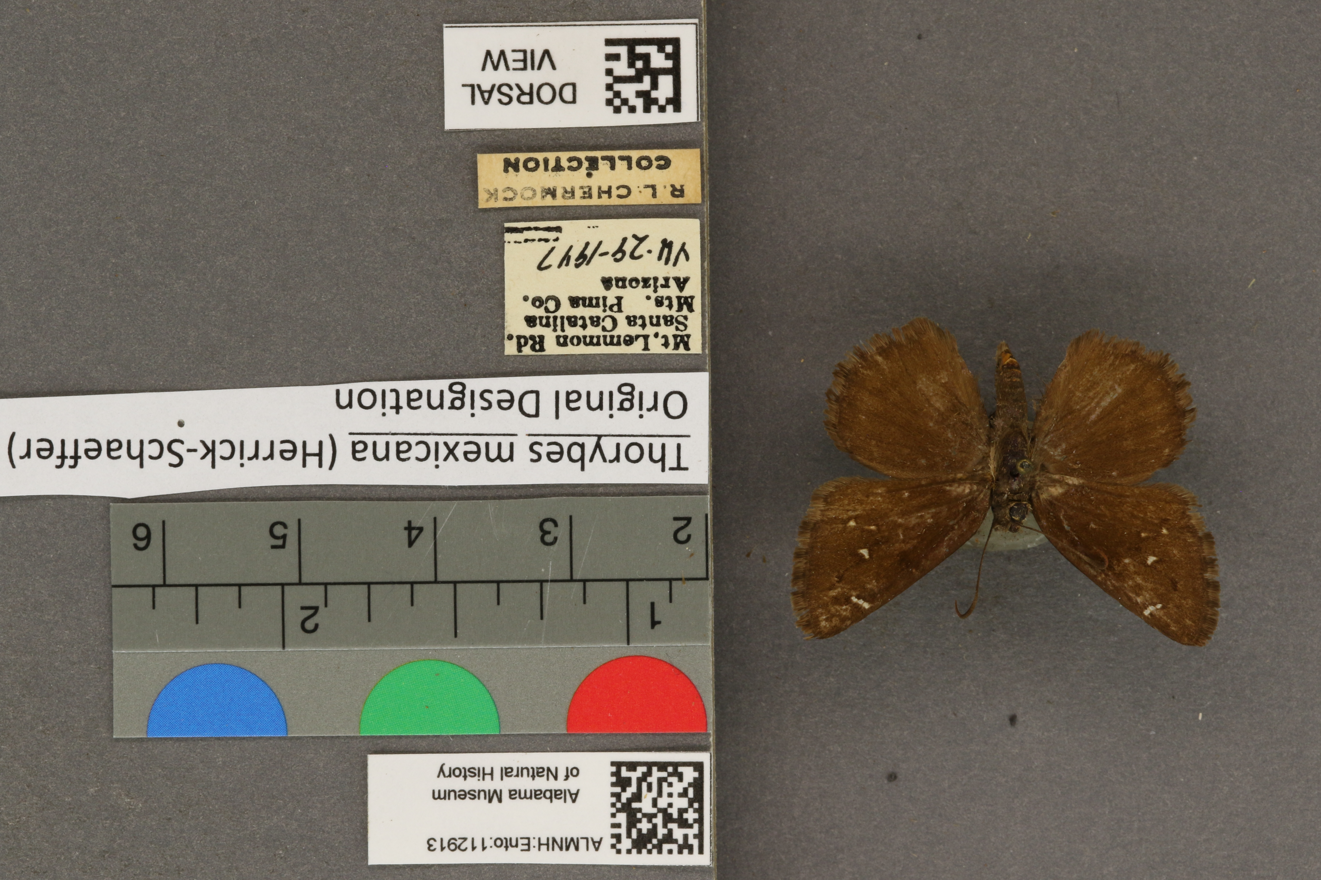 Thorybes mexicana