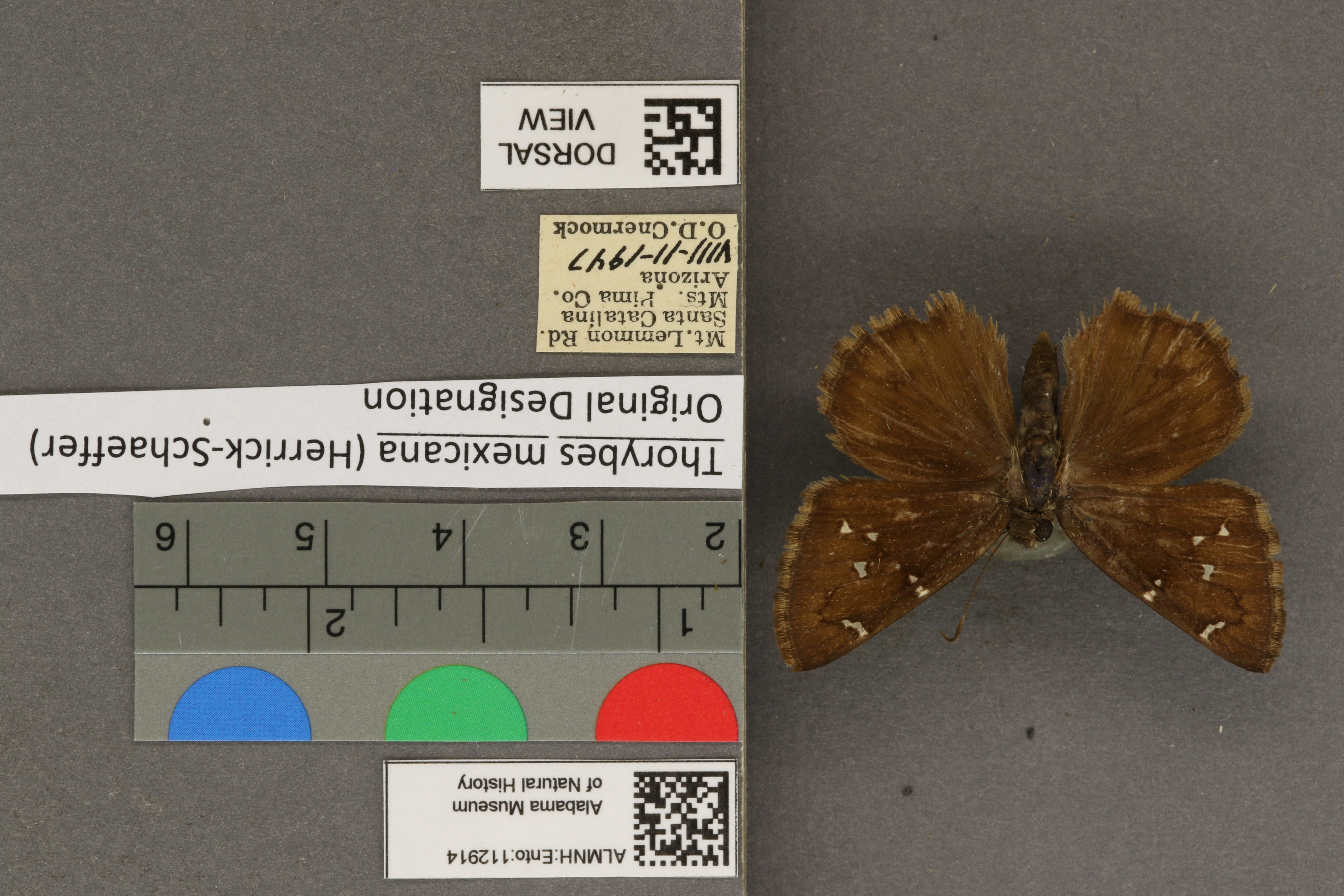 Thorybes mexicana