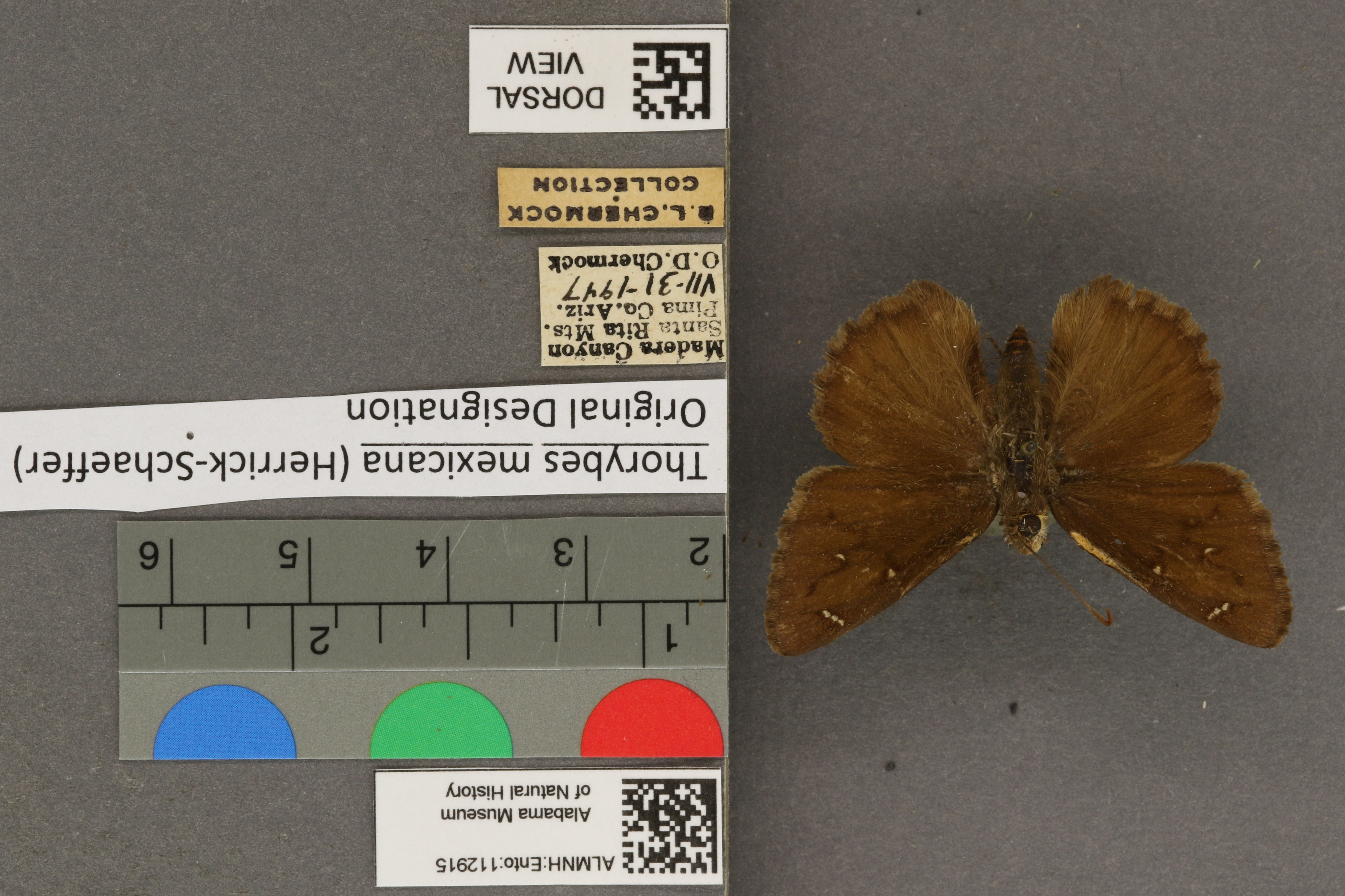Thorybes mexicana