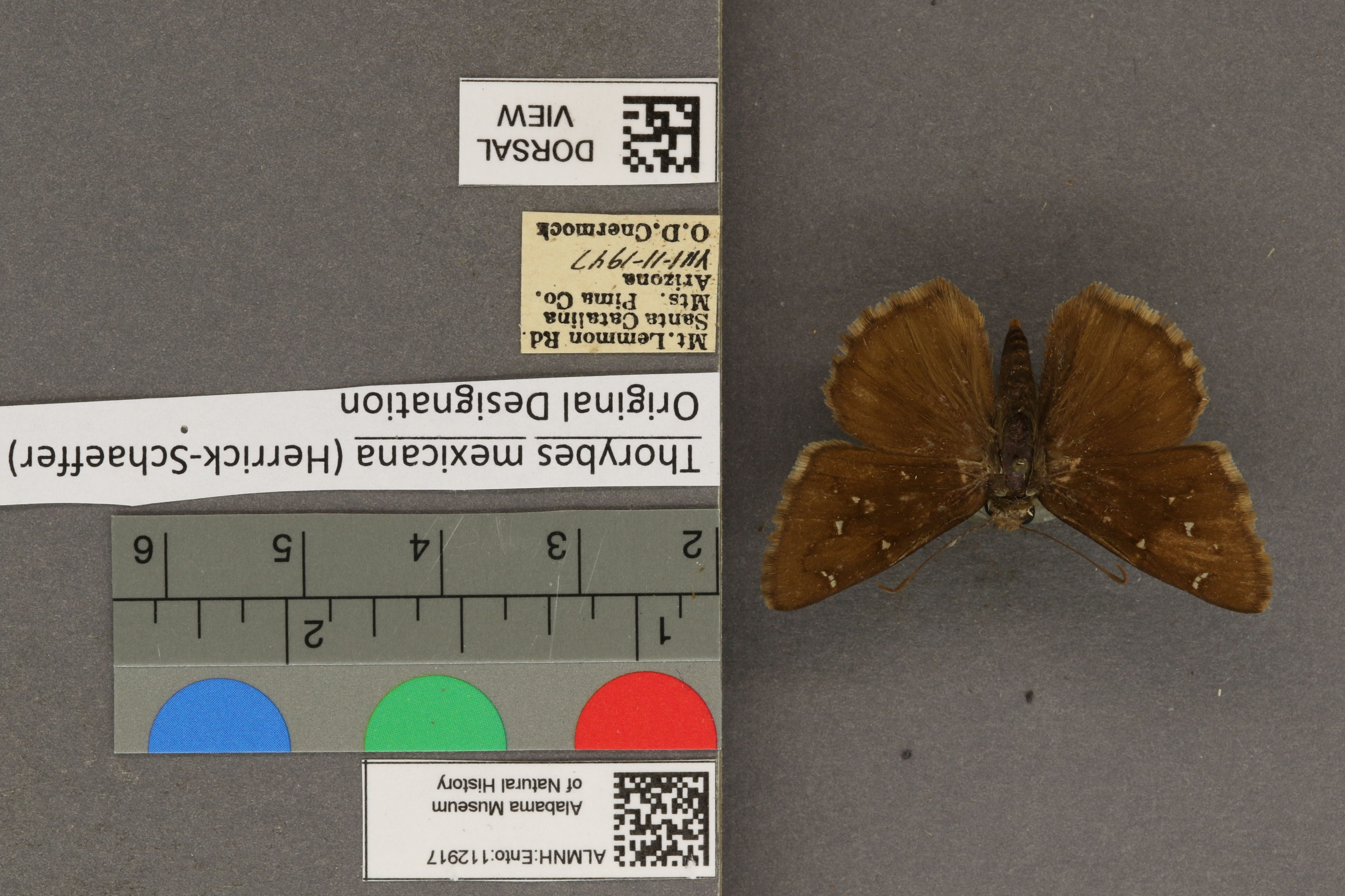 Thorybes mexicana