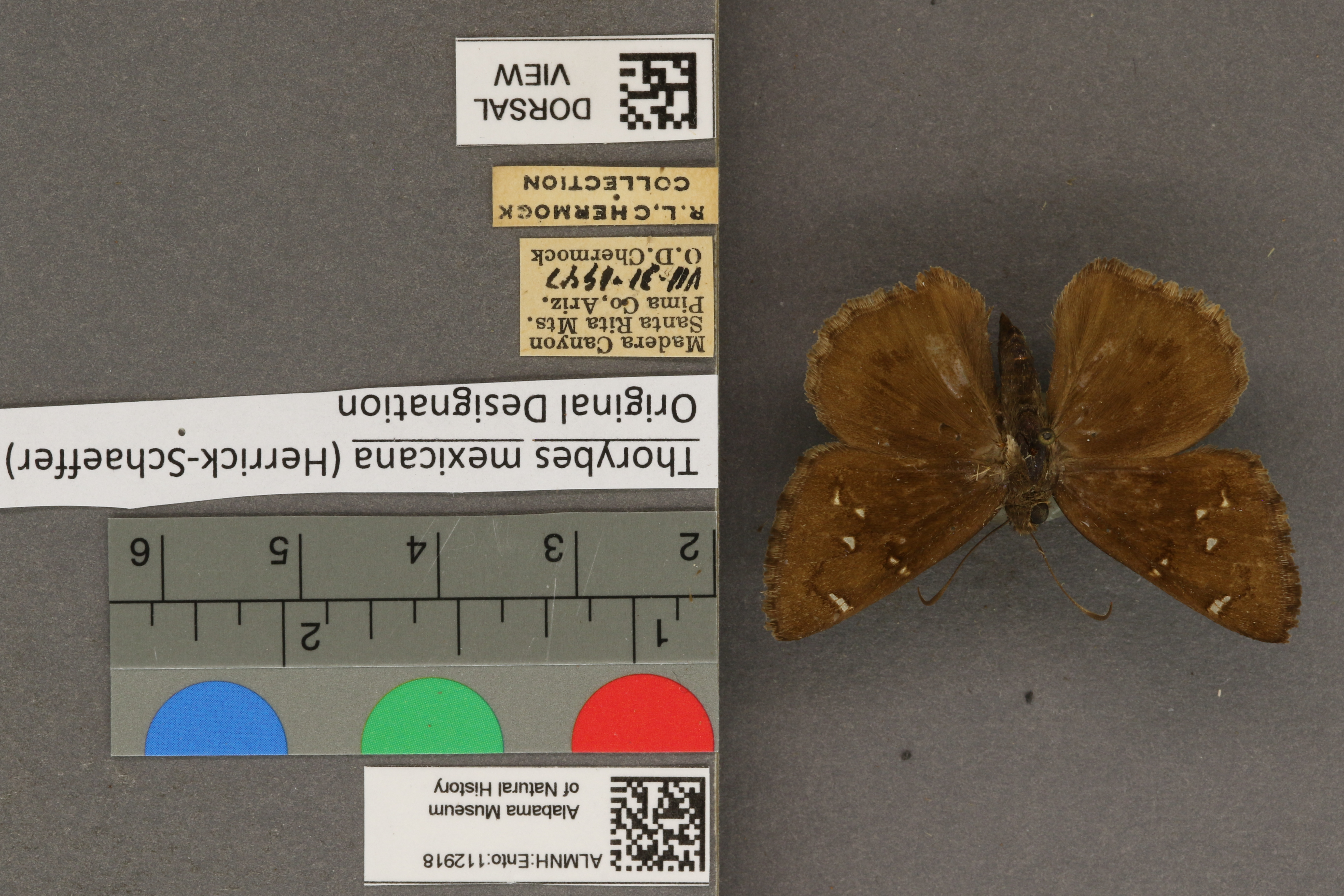 Thorybes mexicana