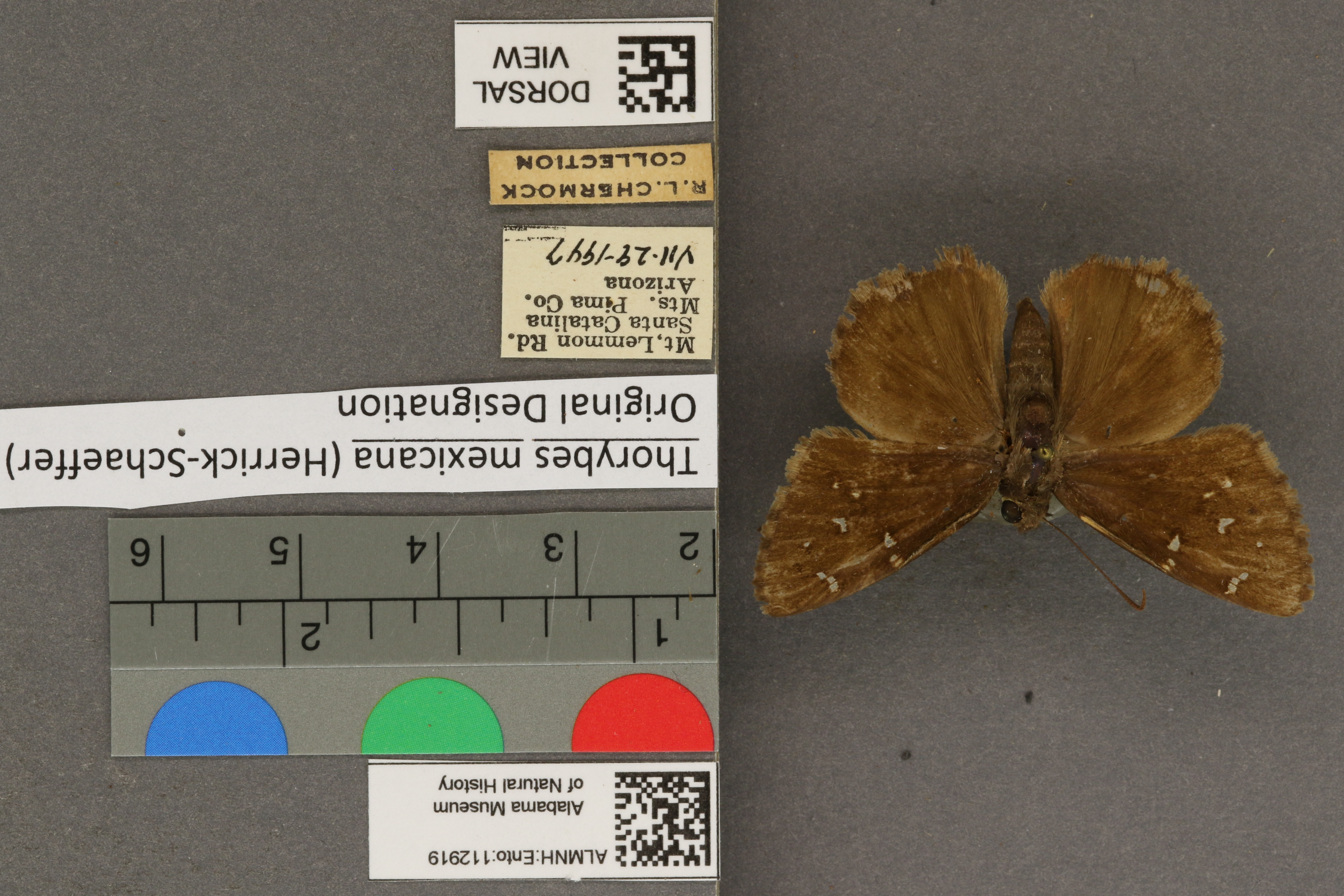 Thorybes mexicana