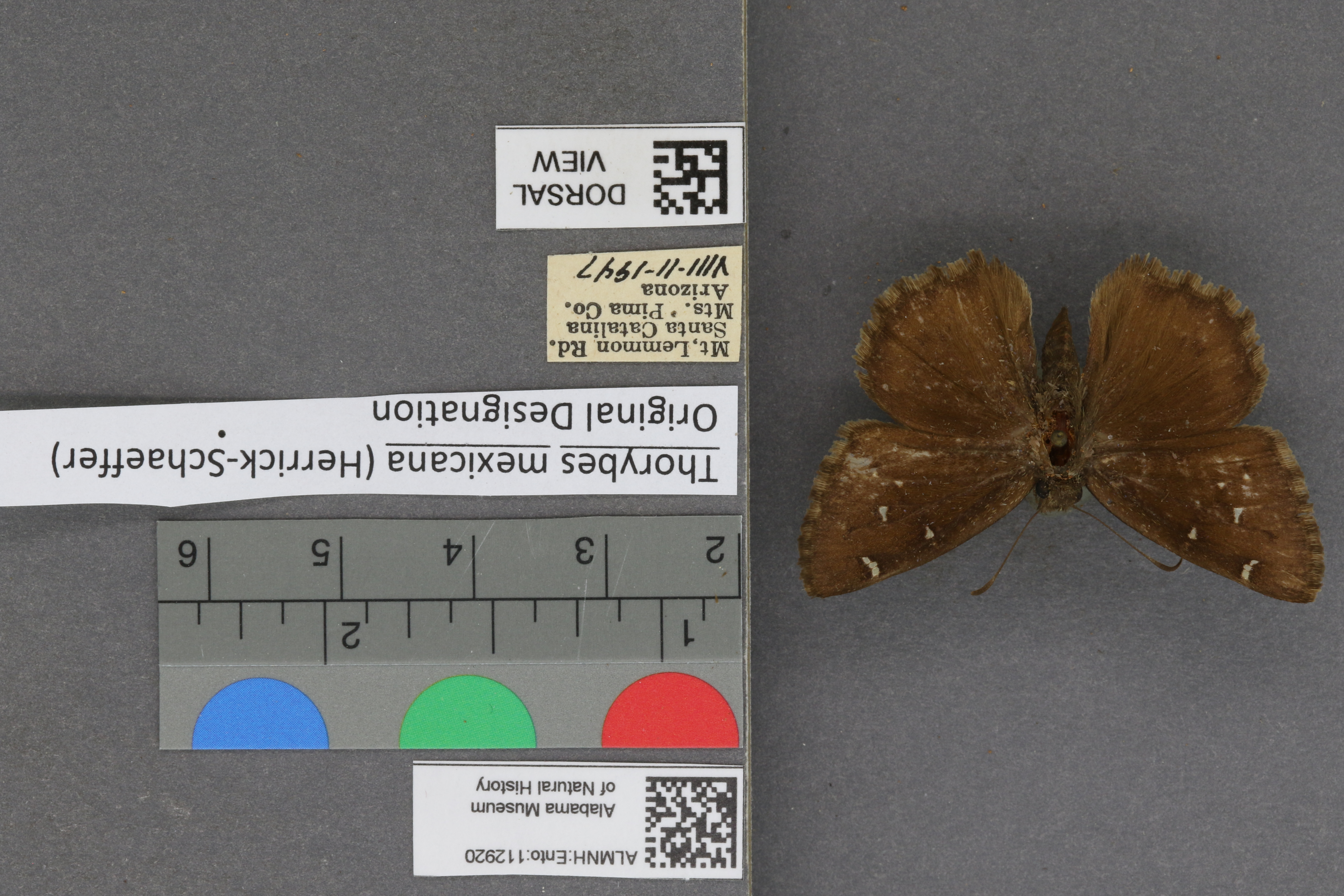 Thorybes mexicana