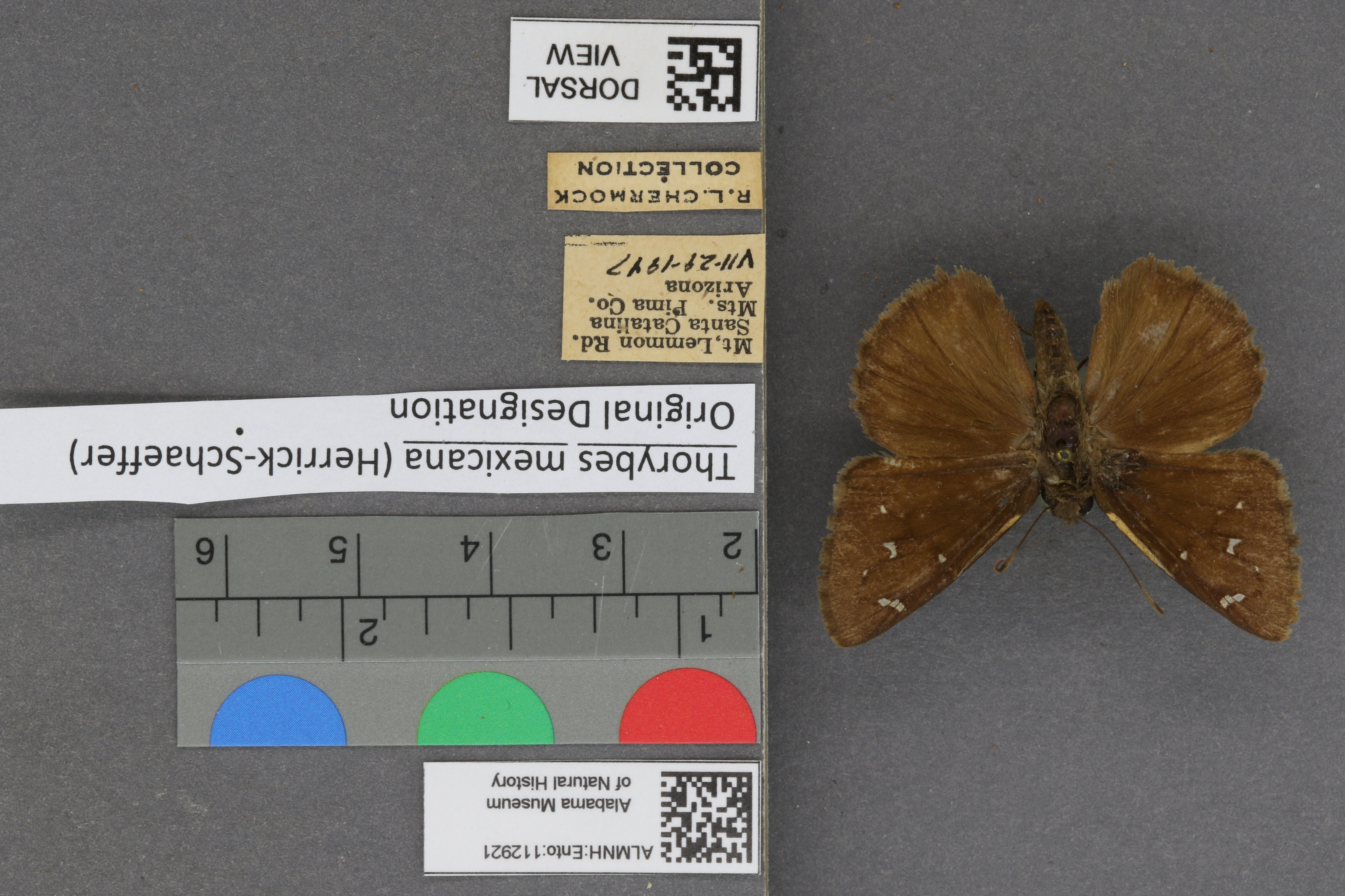 Thorybes mexicana