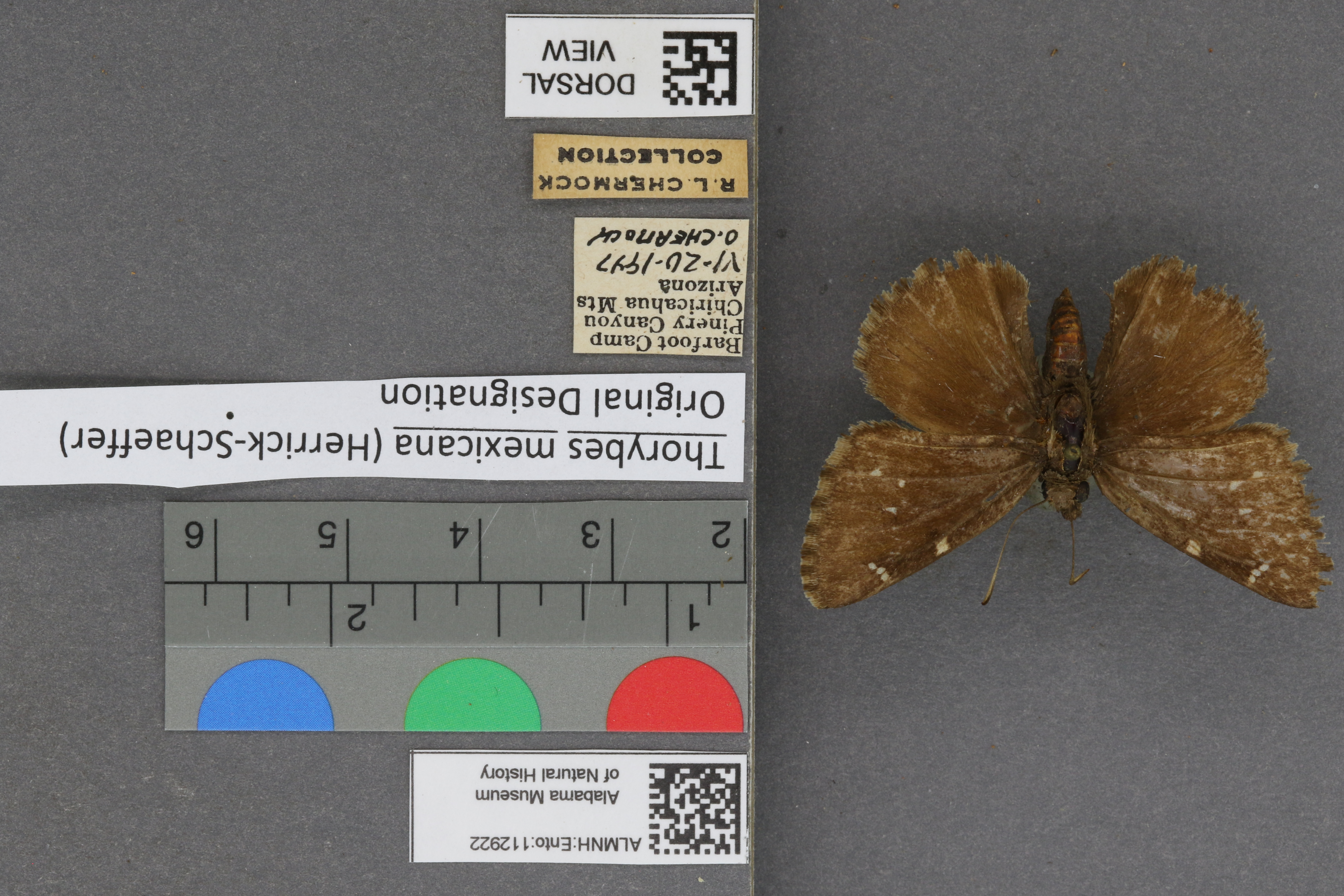 Thorybes mexicana