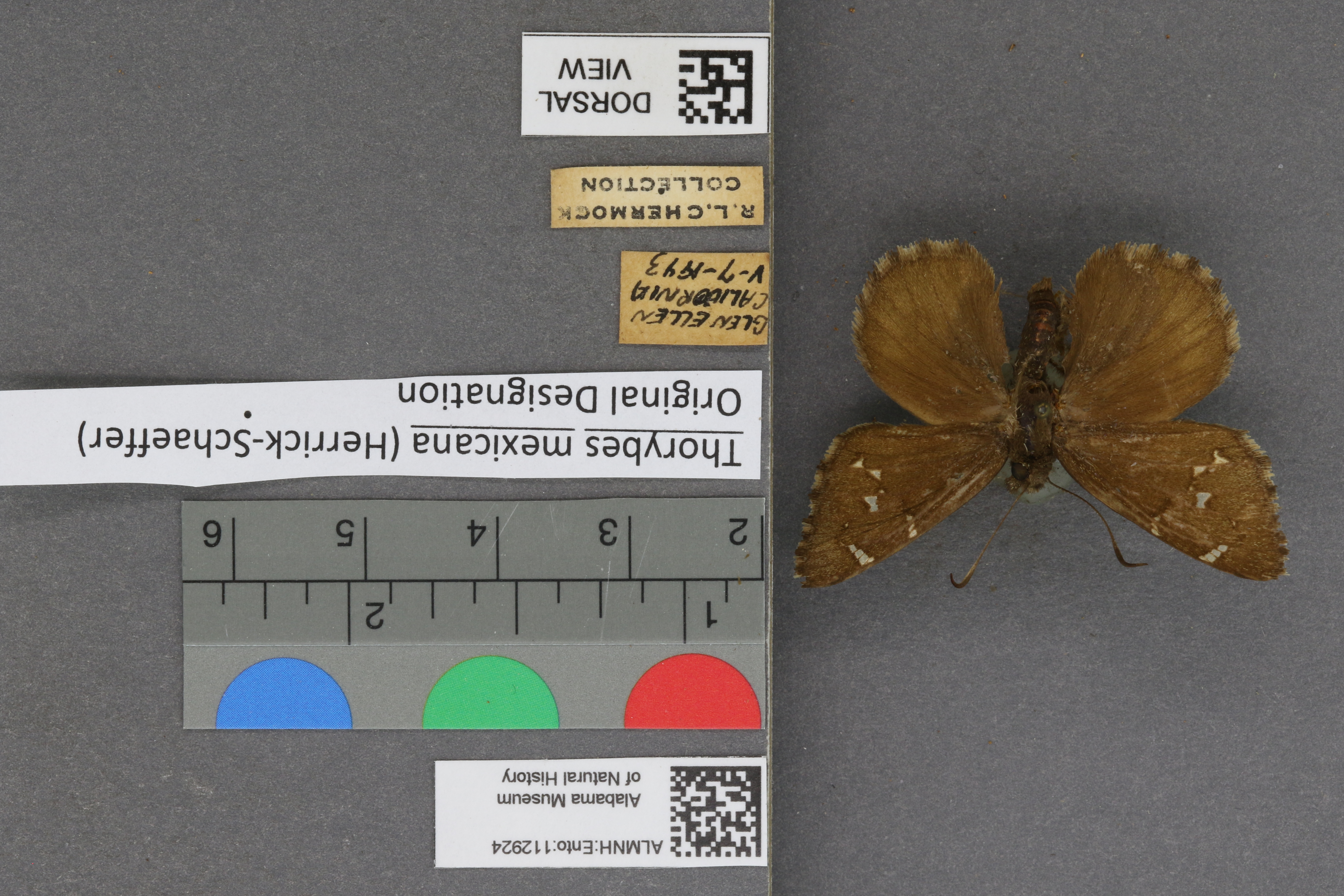 Thorybes mexicana