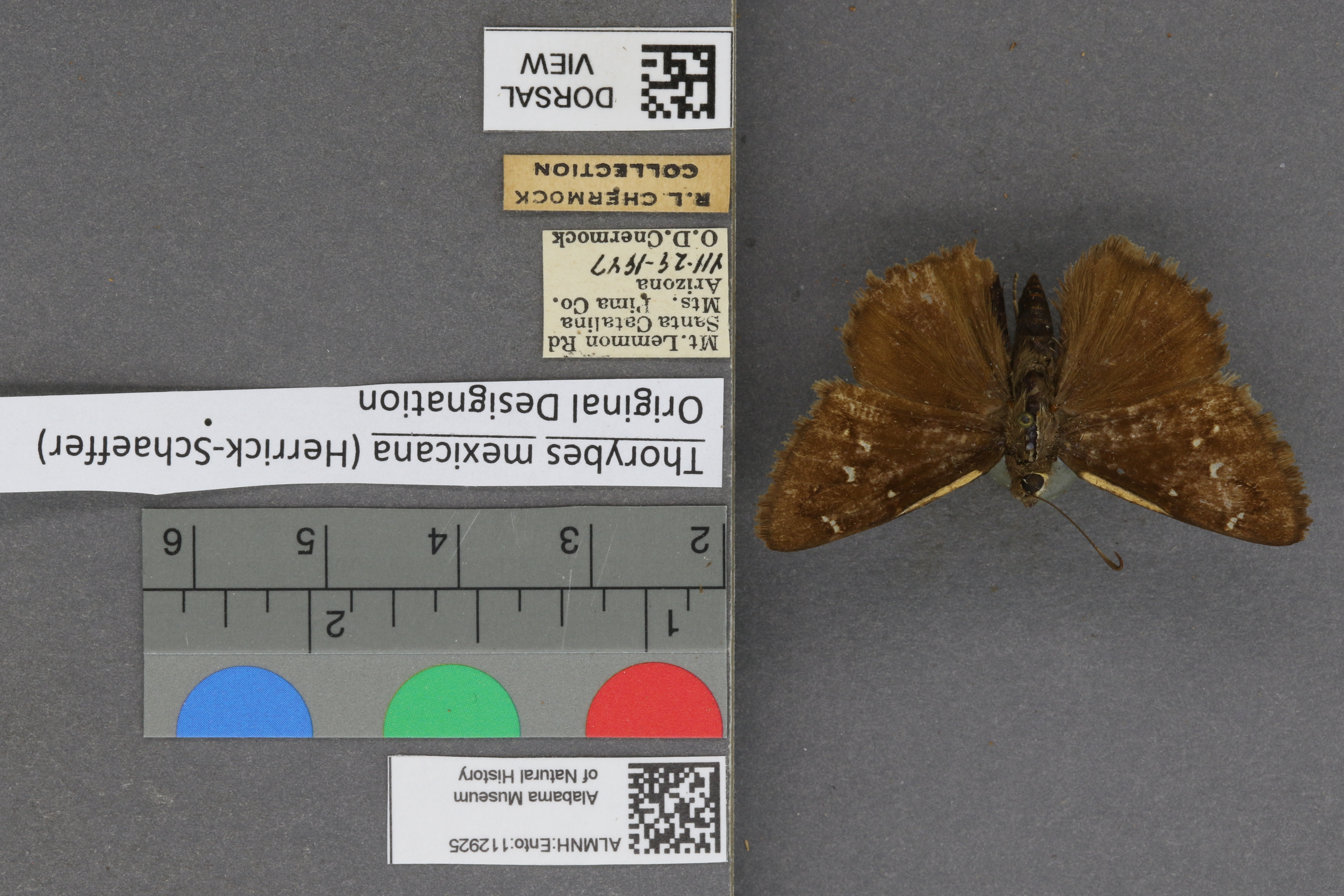 Thorybes mexicana