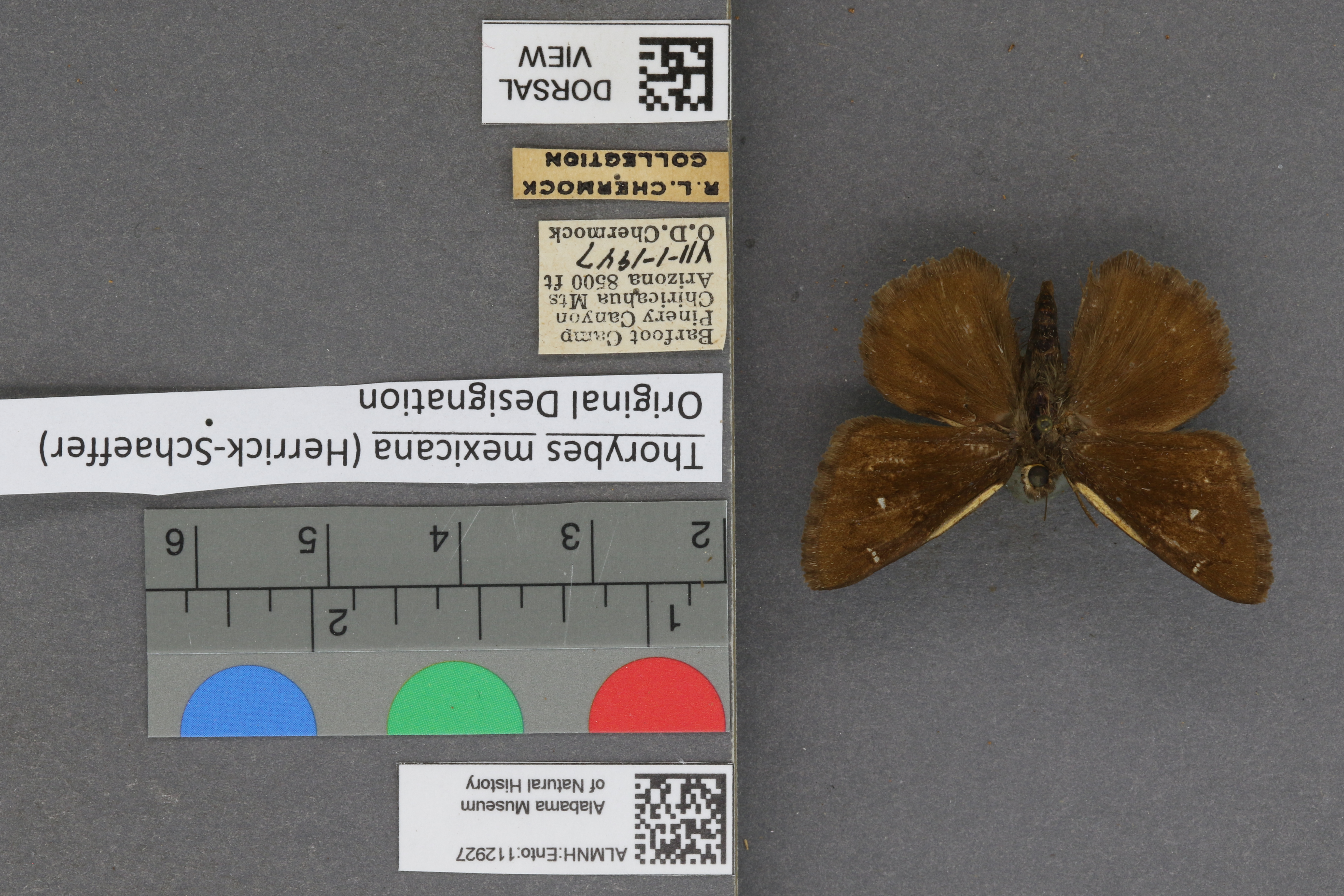 Thorybes mexicana
