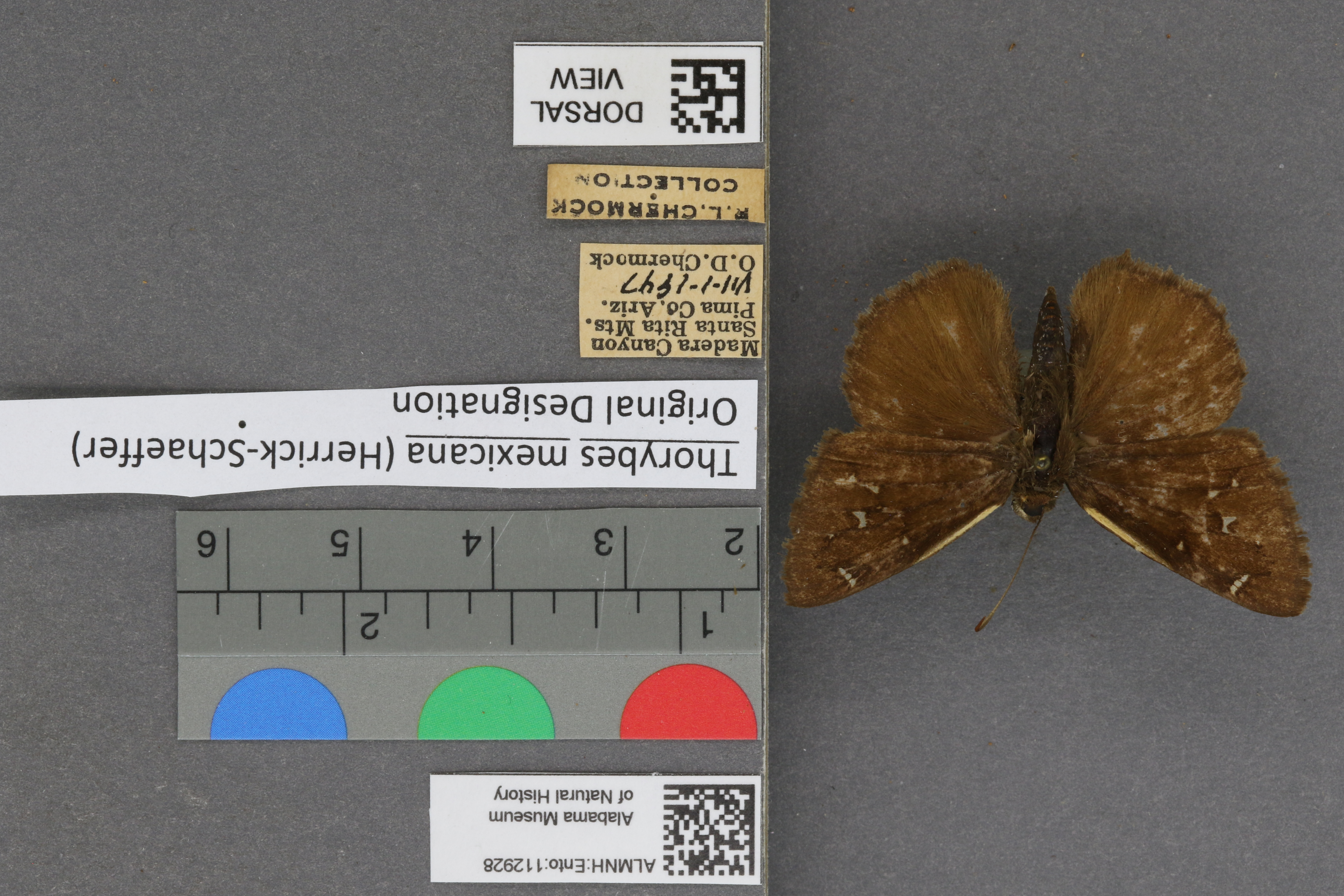 Thorybes mexicana