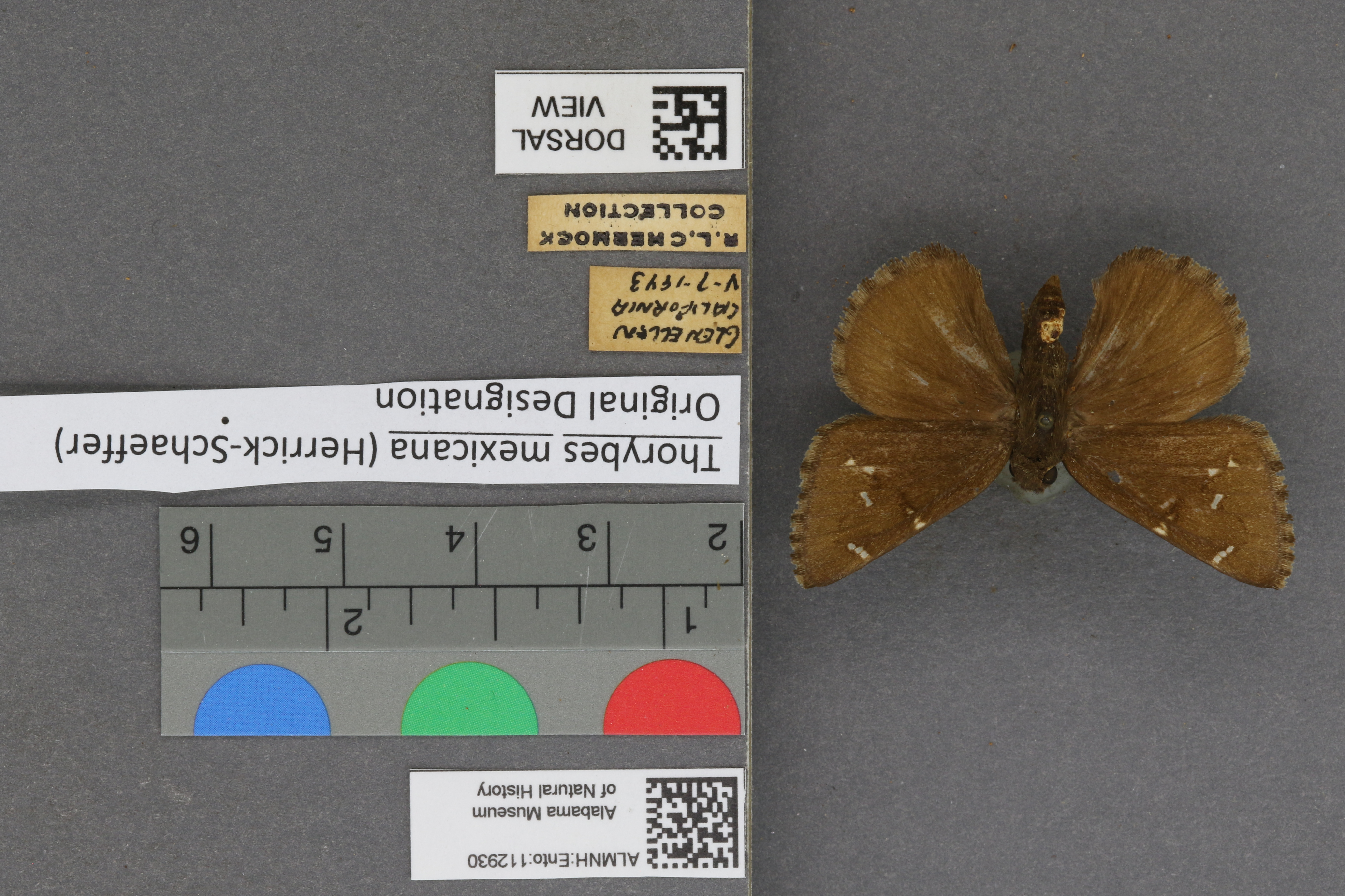 Thorybes mexicana