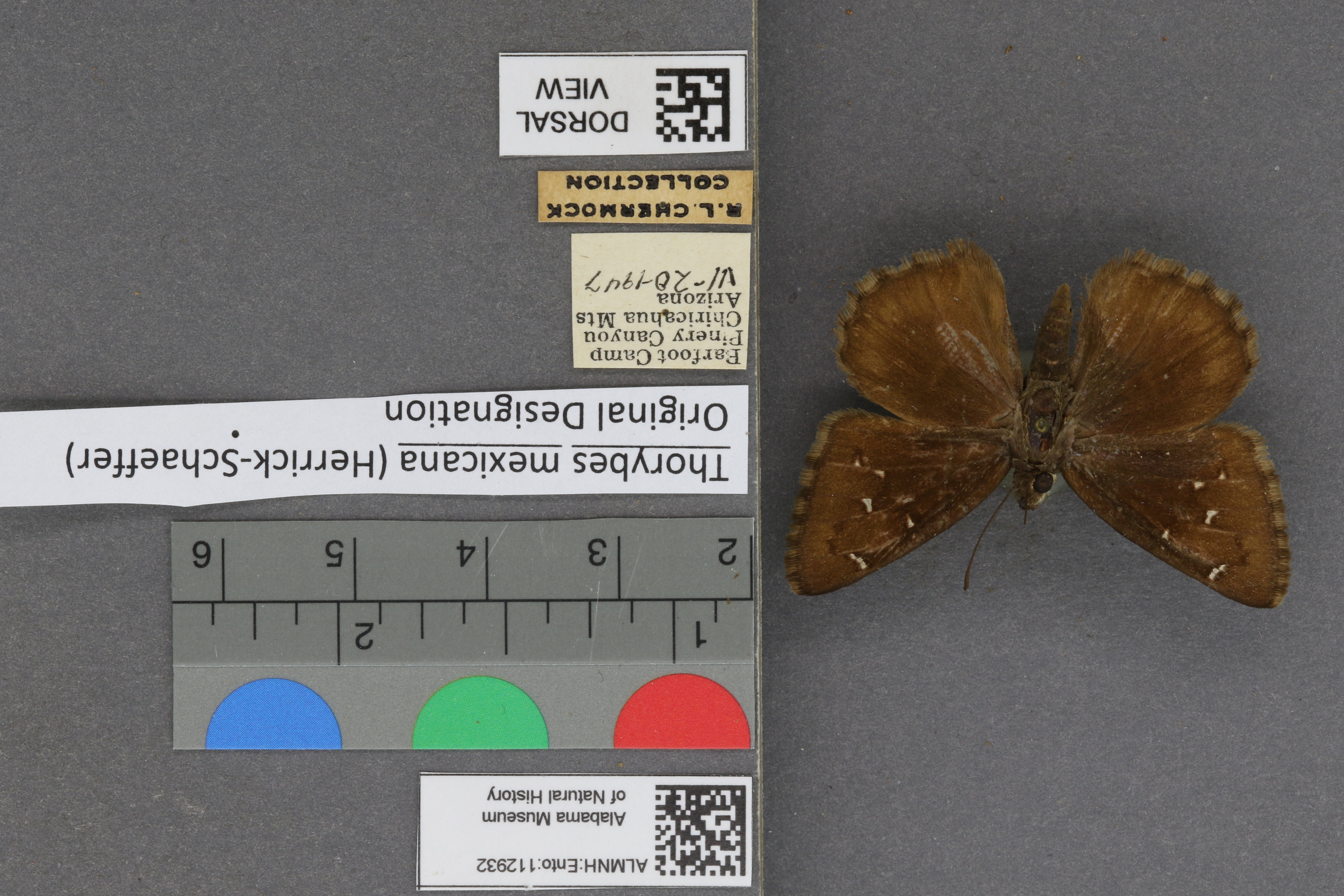 Thorybes mexicana