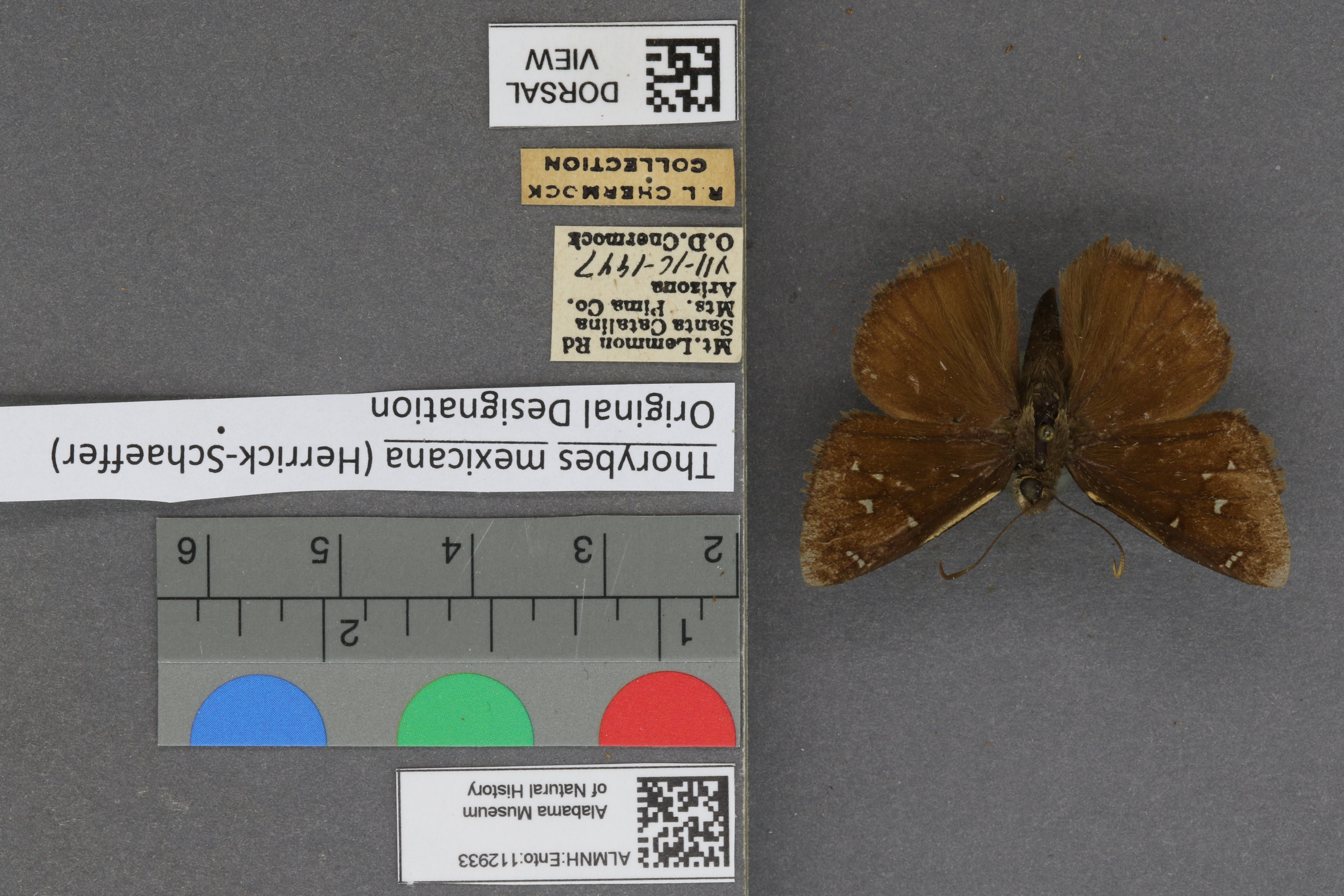 Thorybes mexicana