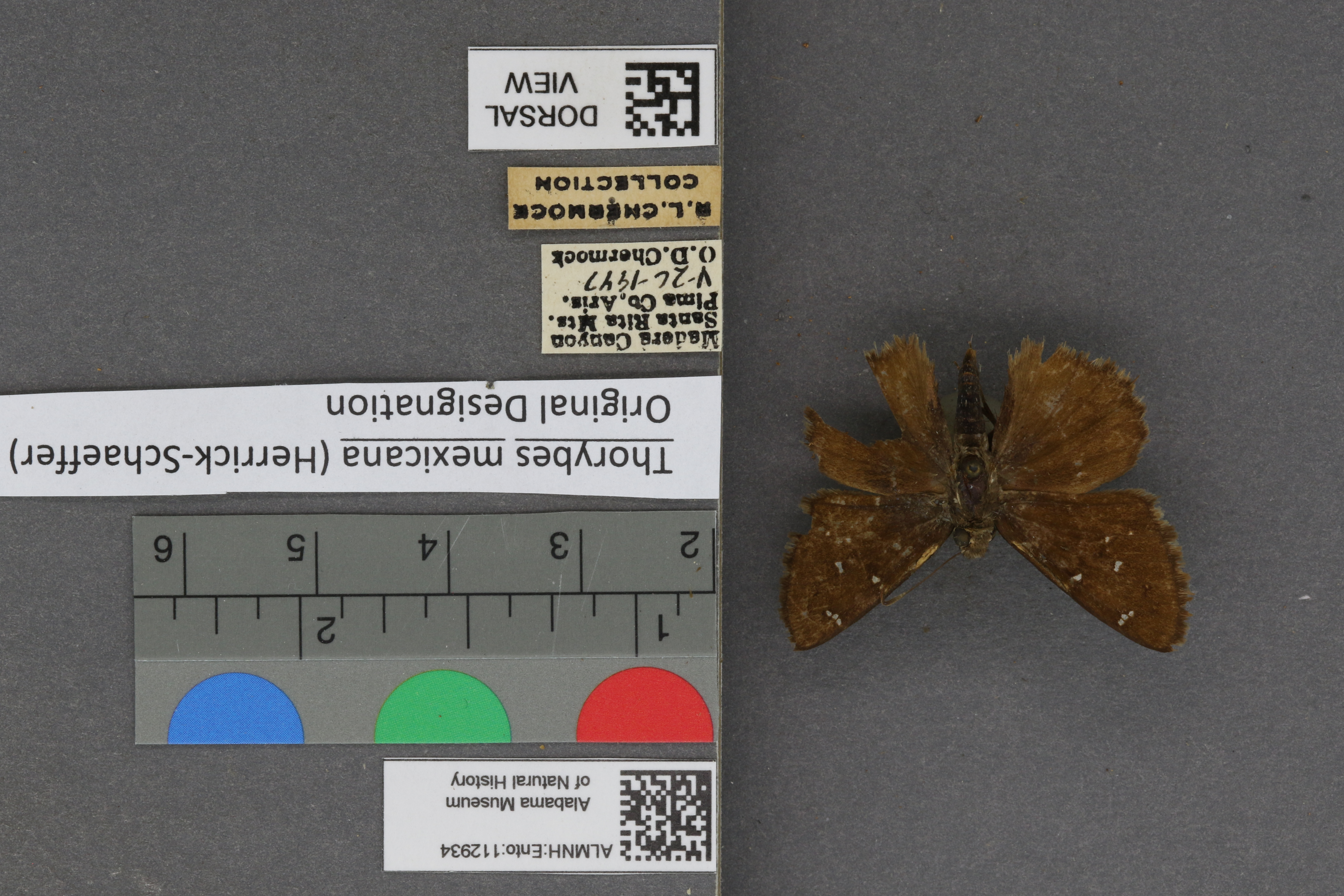 Thorybes mexicana