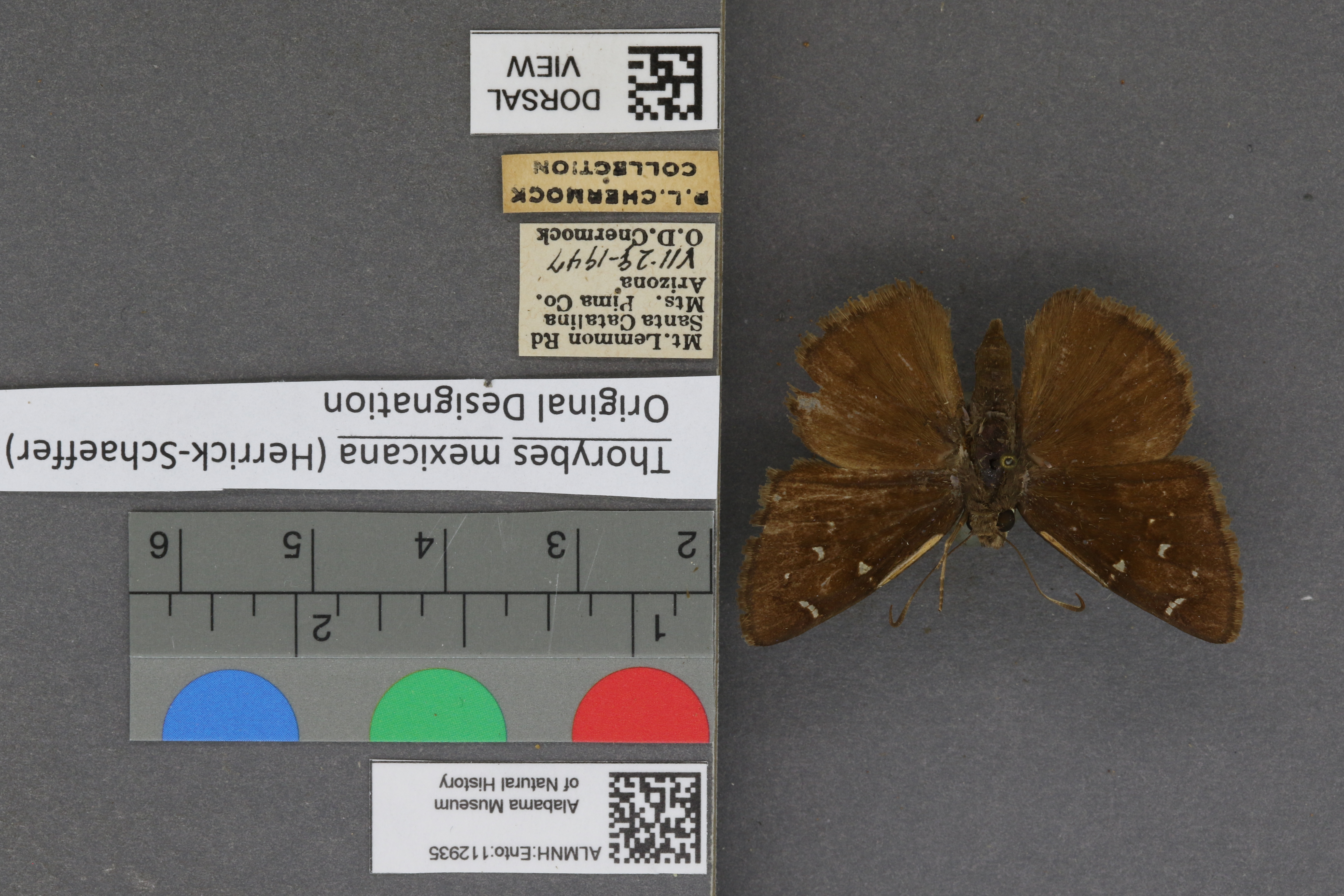 Thorybes mexicana