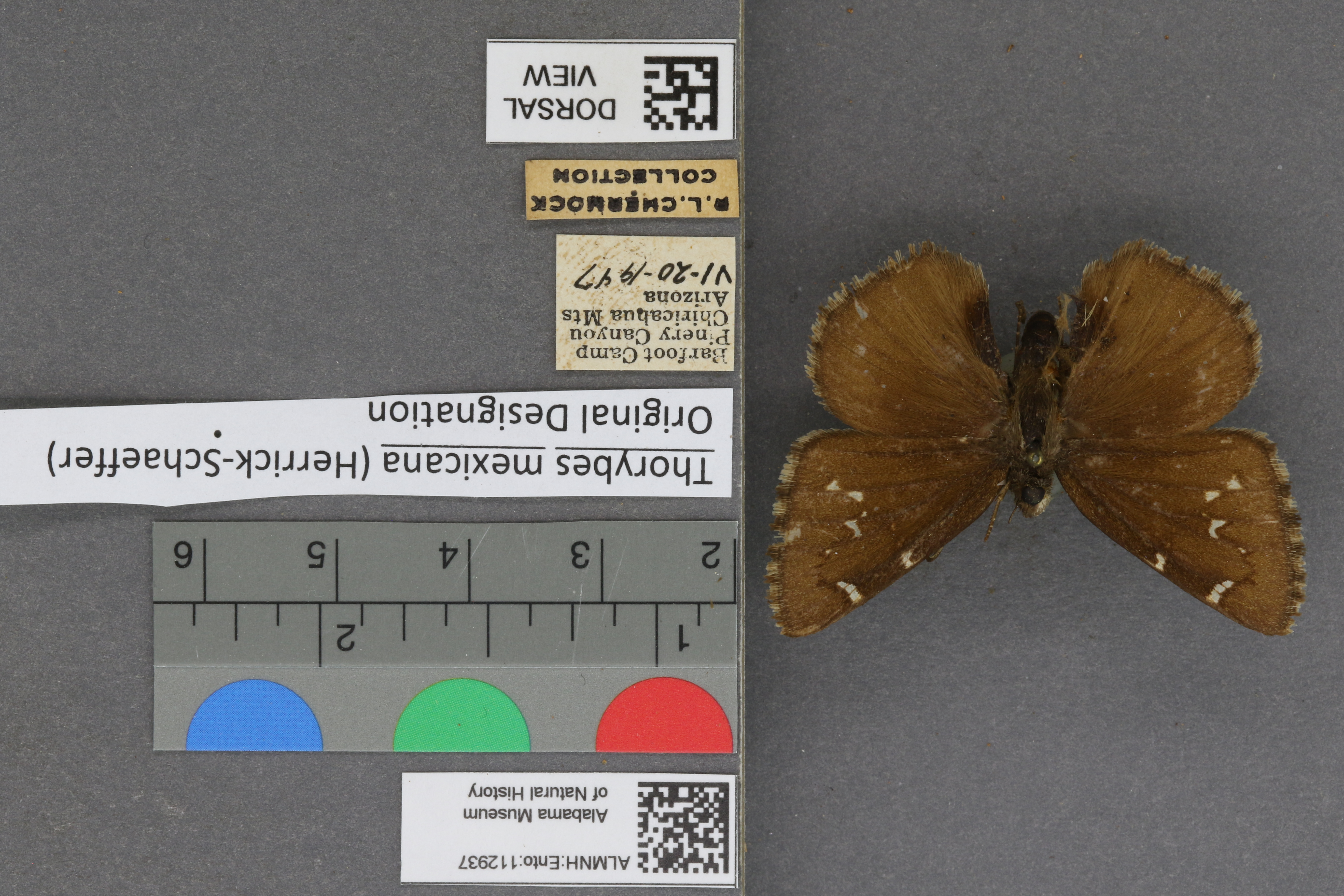 Thorybes mexicana