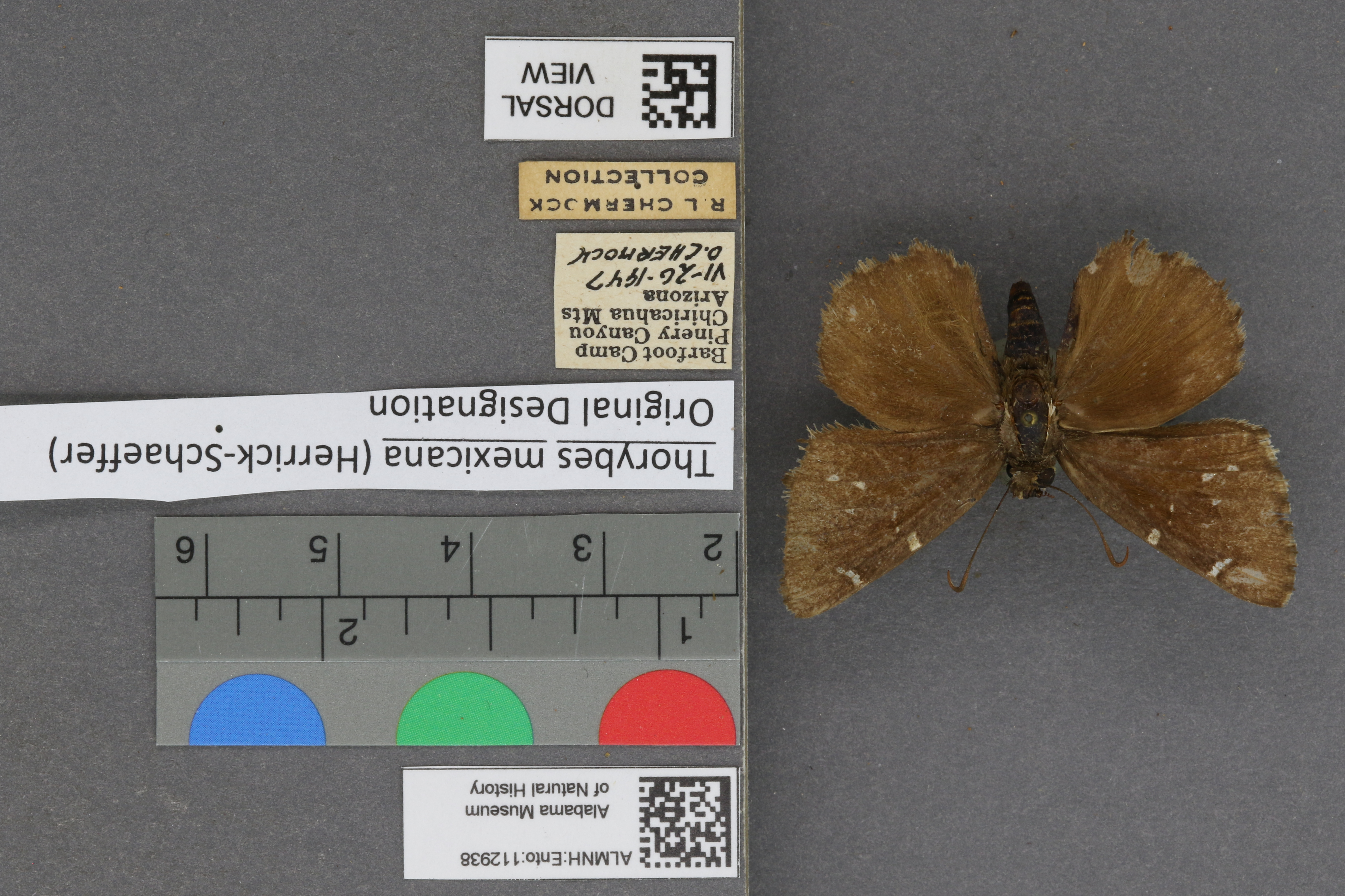 Thorybes mexicana