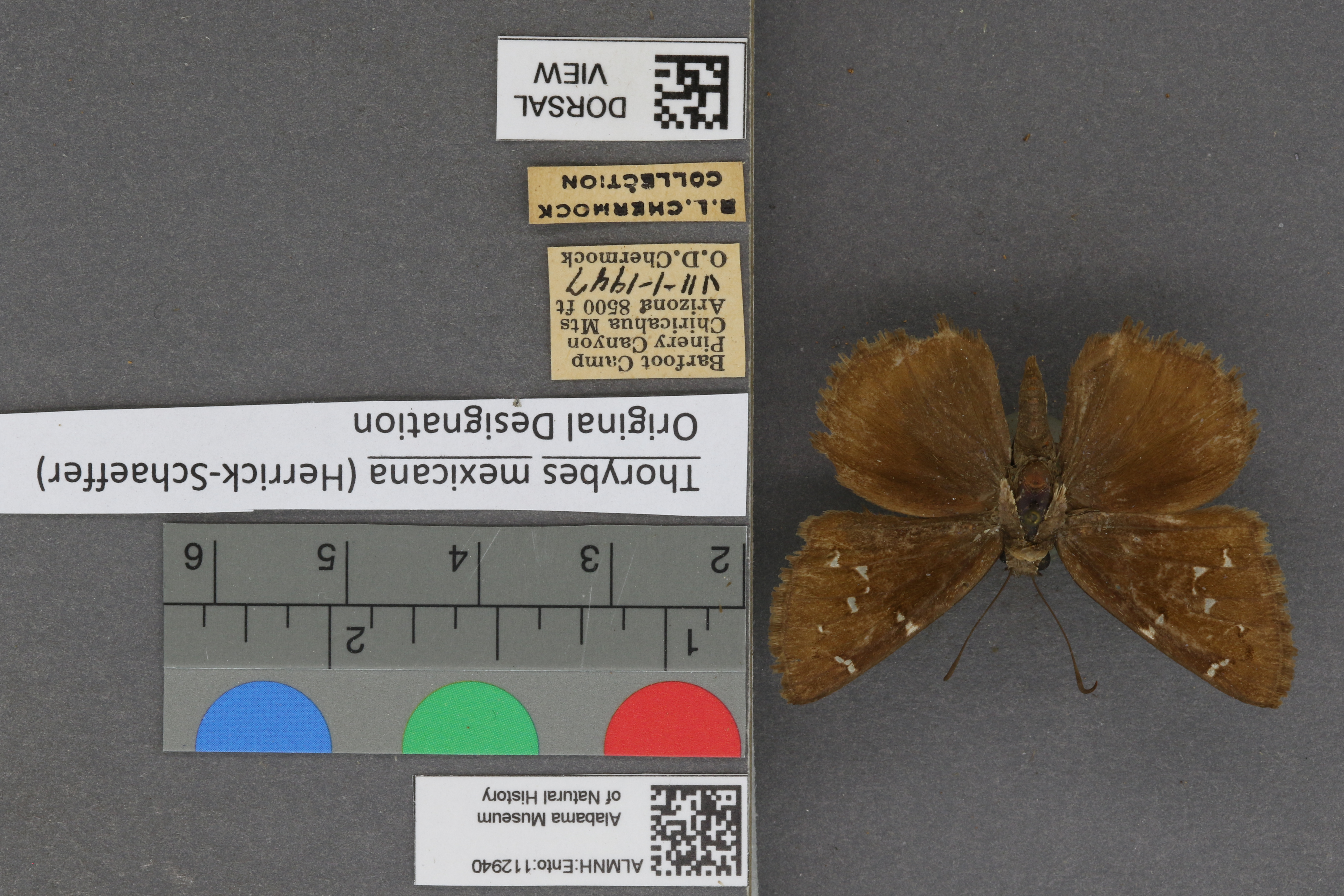 Thorybes mexicana