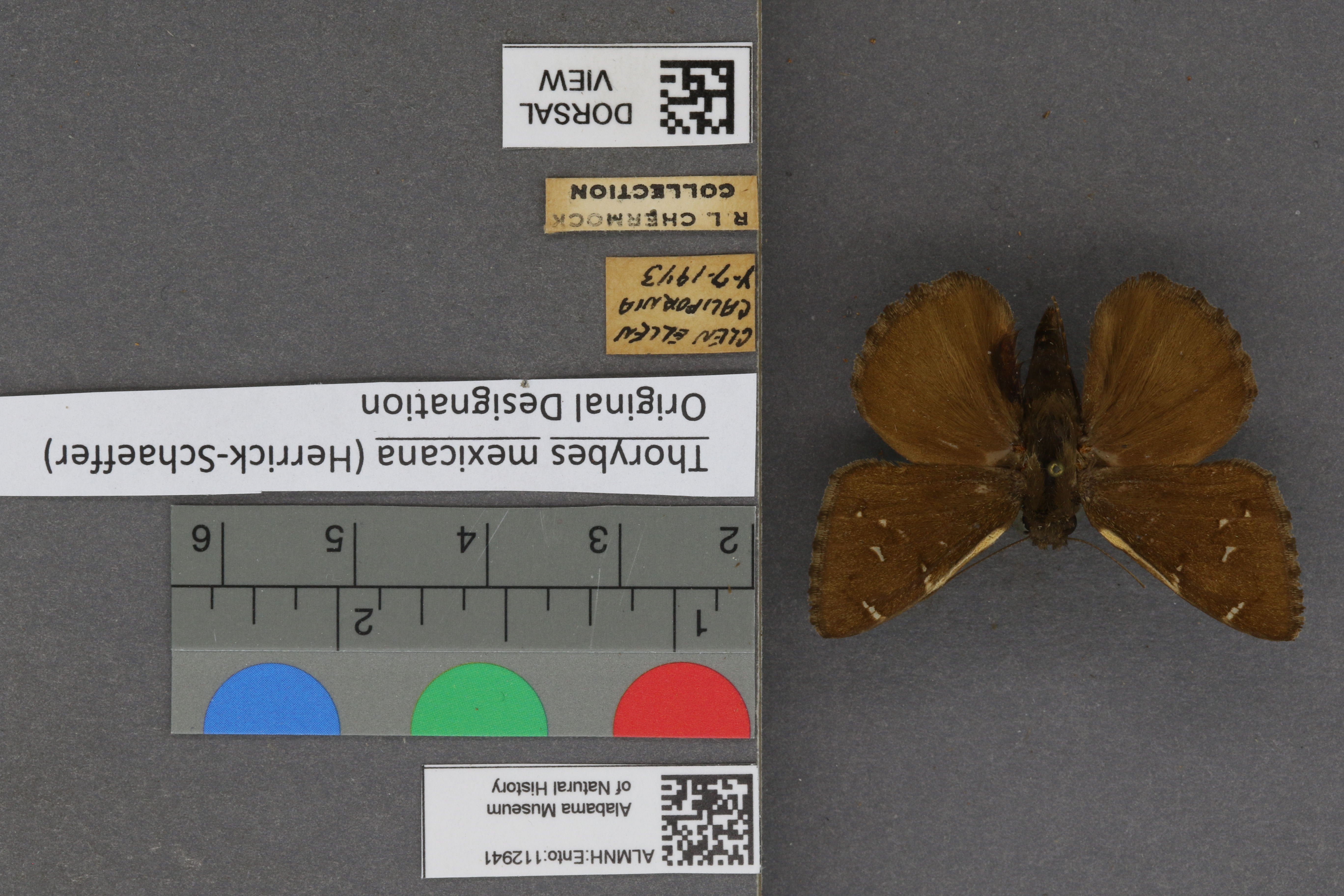 Thorybes mexicana