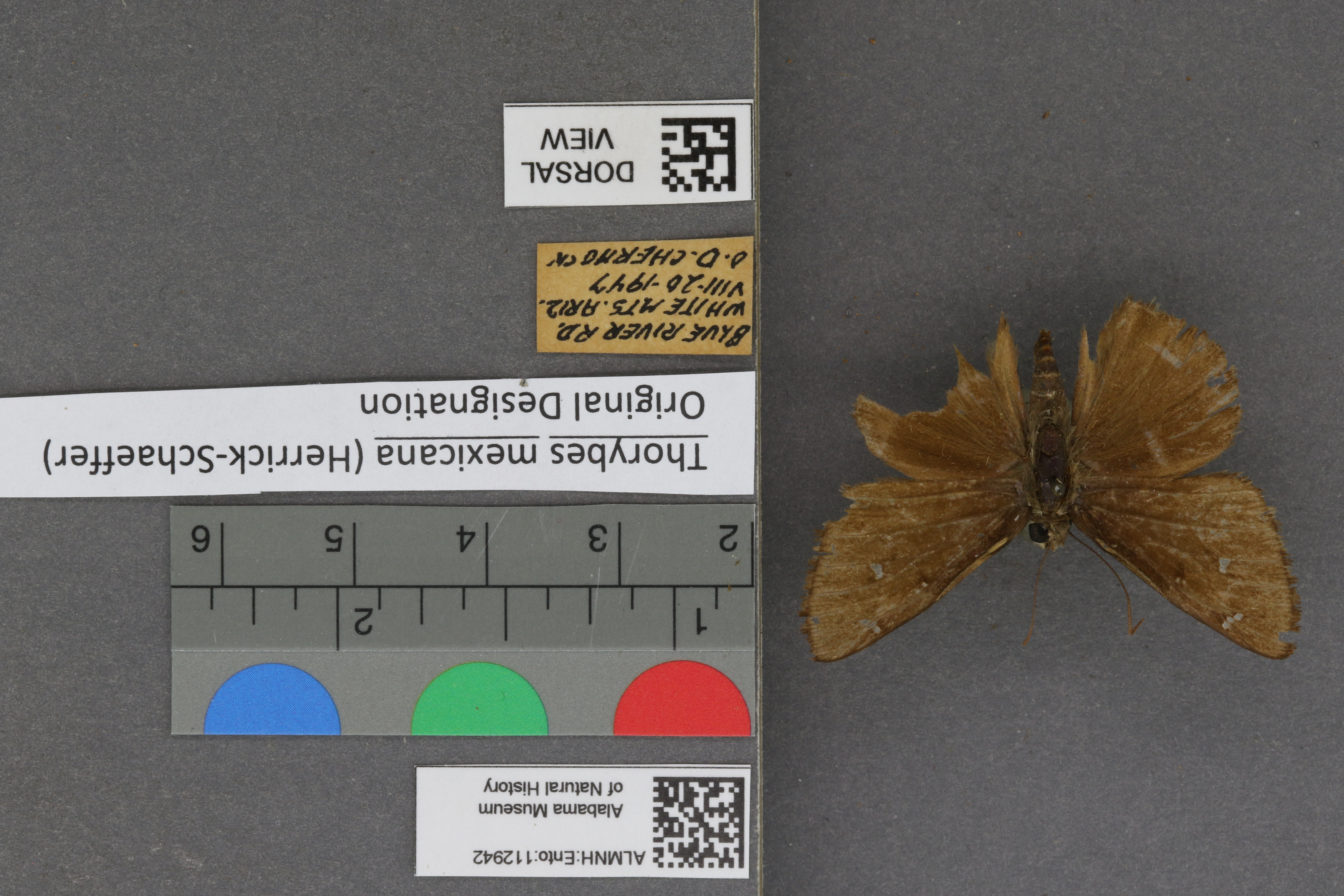 Thorybes mexicana