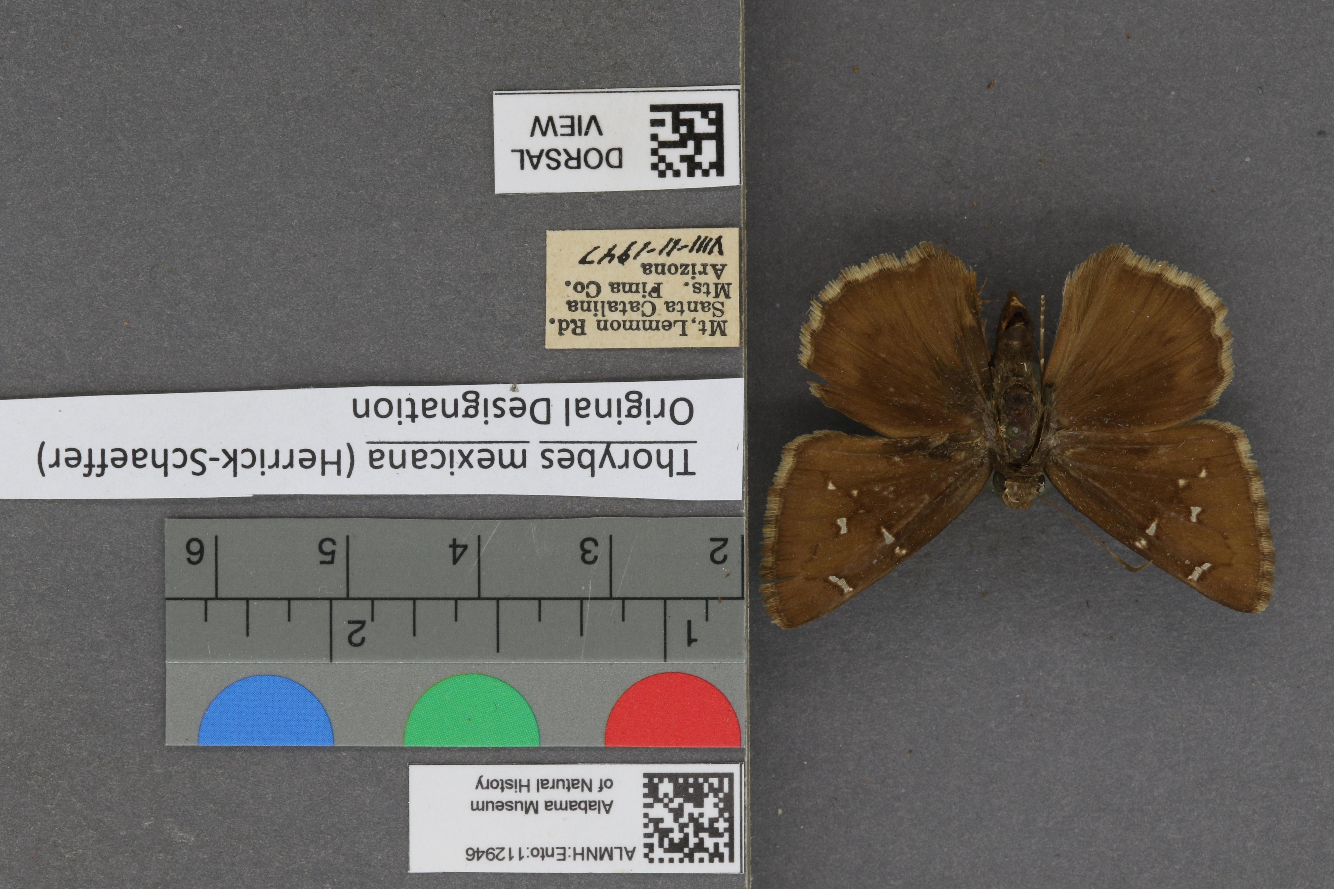 Thorybes mexicana