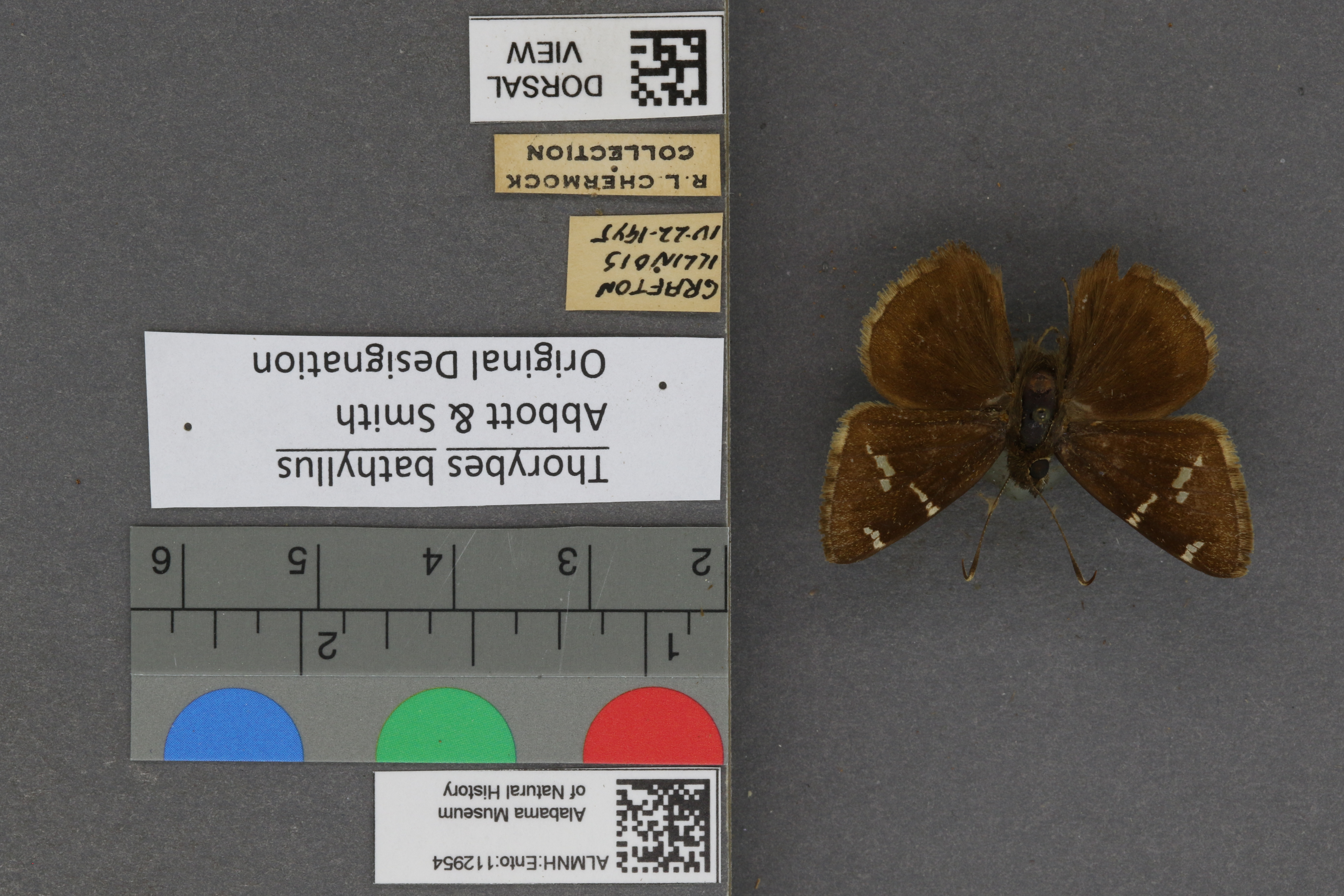 Thorybes bathyllus