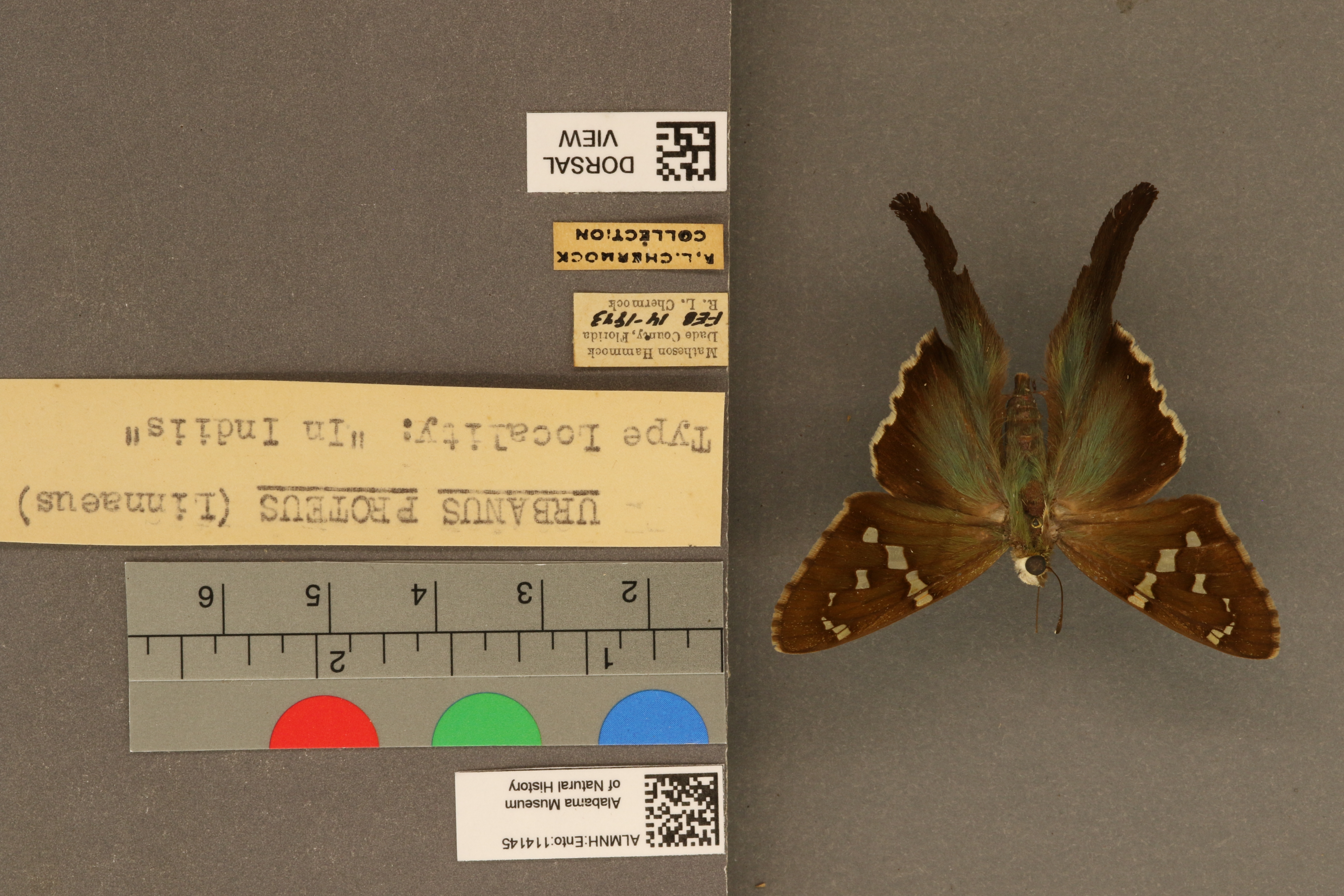 Urbanus proteus