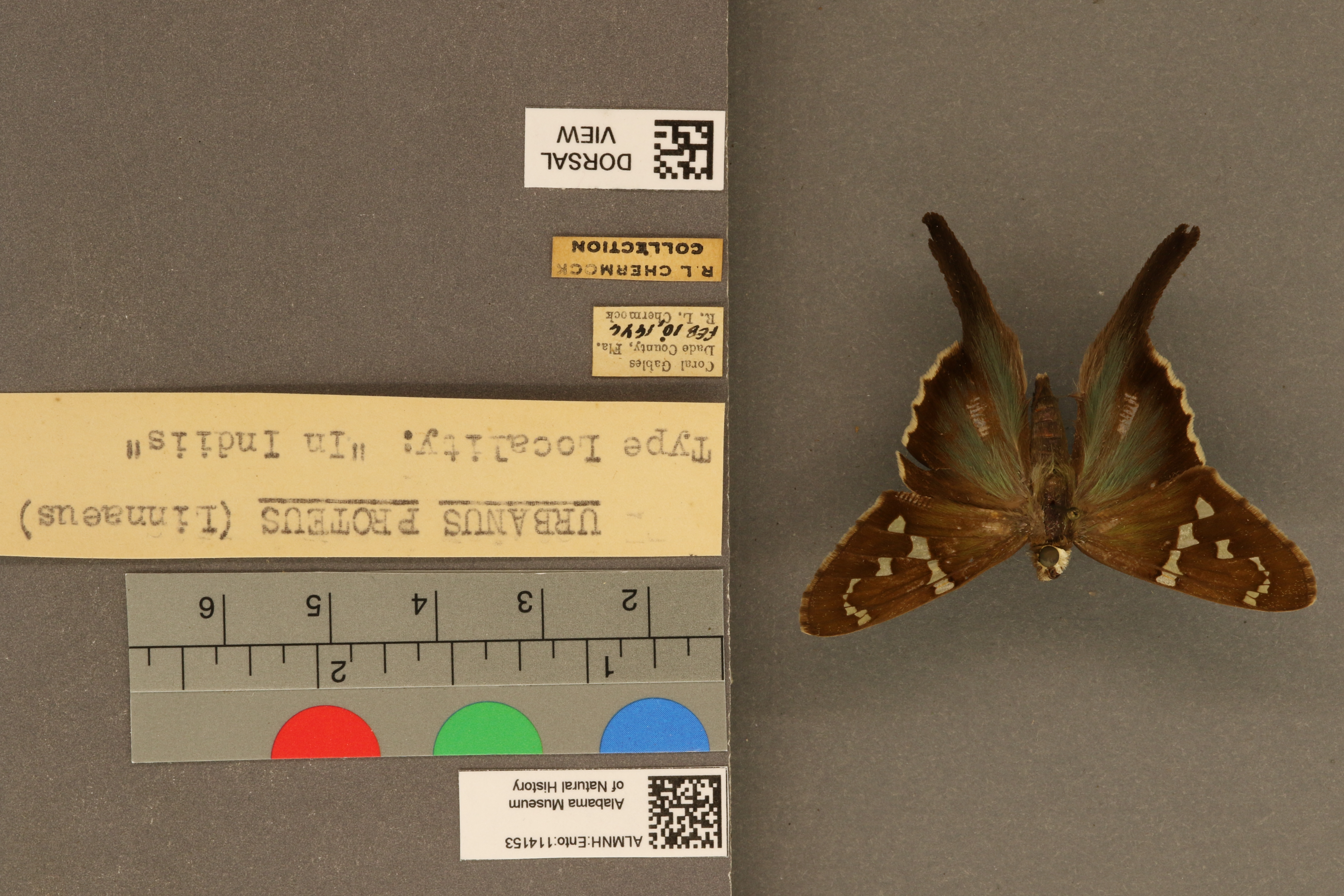 Urbanus proteus