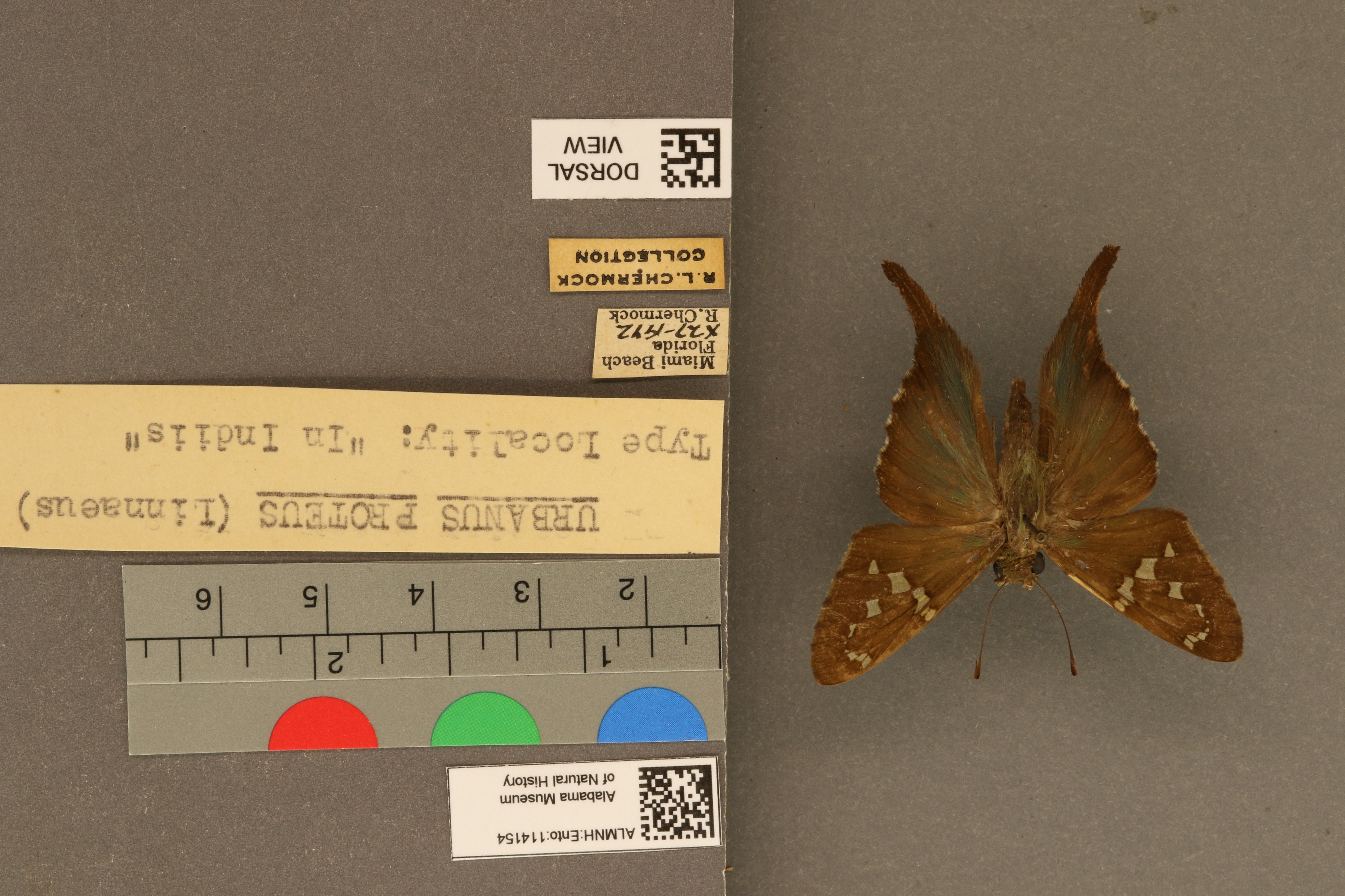 Urbanus proteus