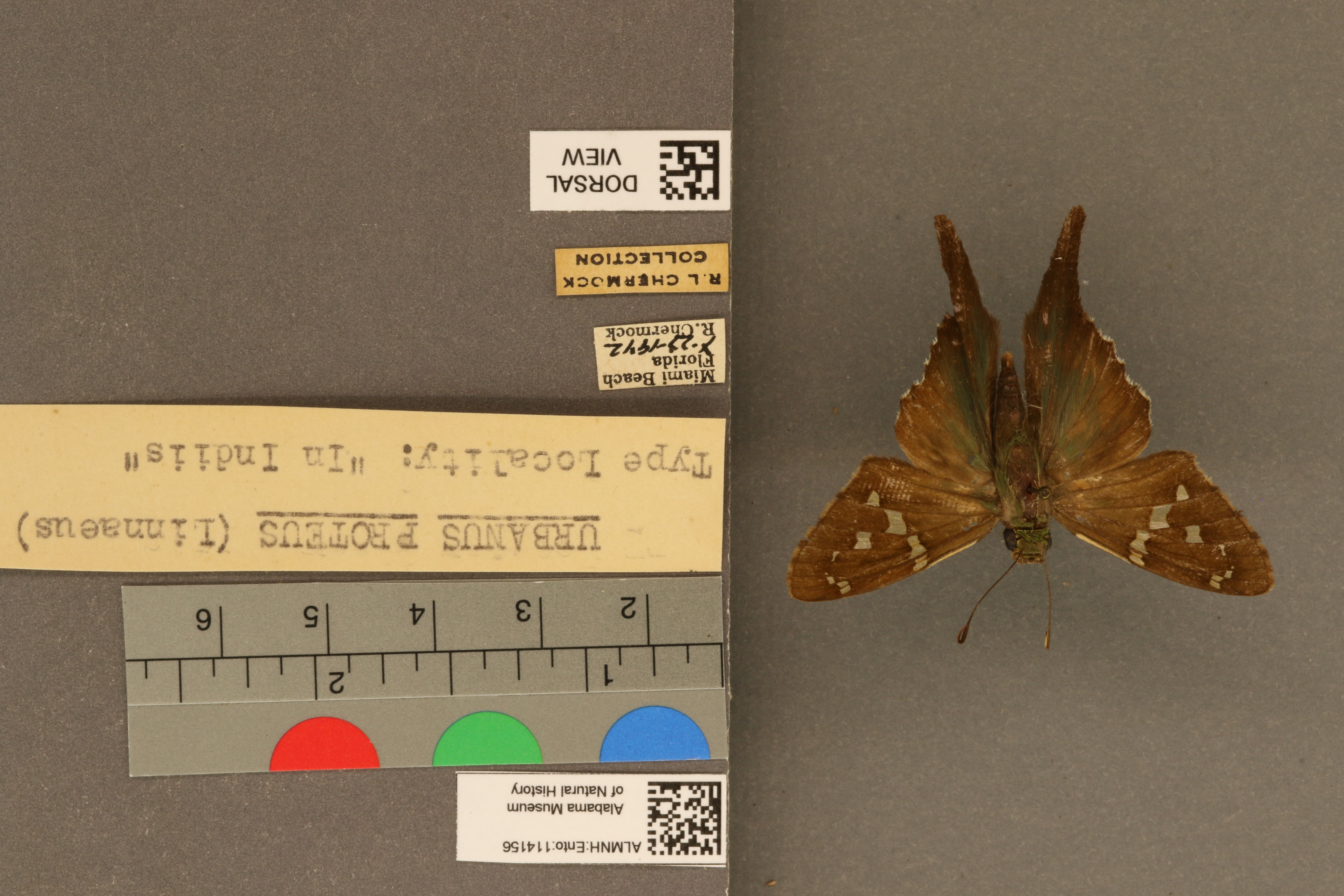 Urbanus proteus