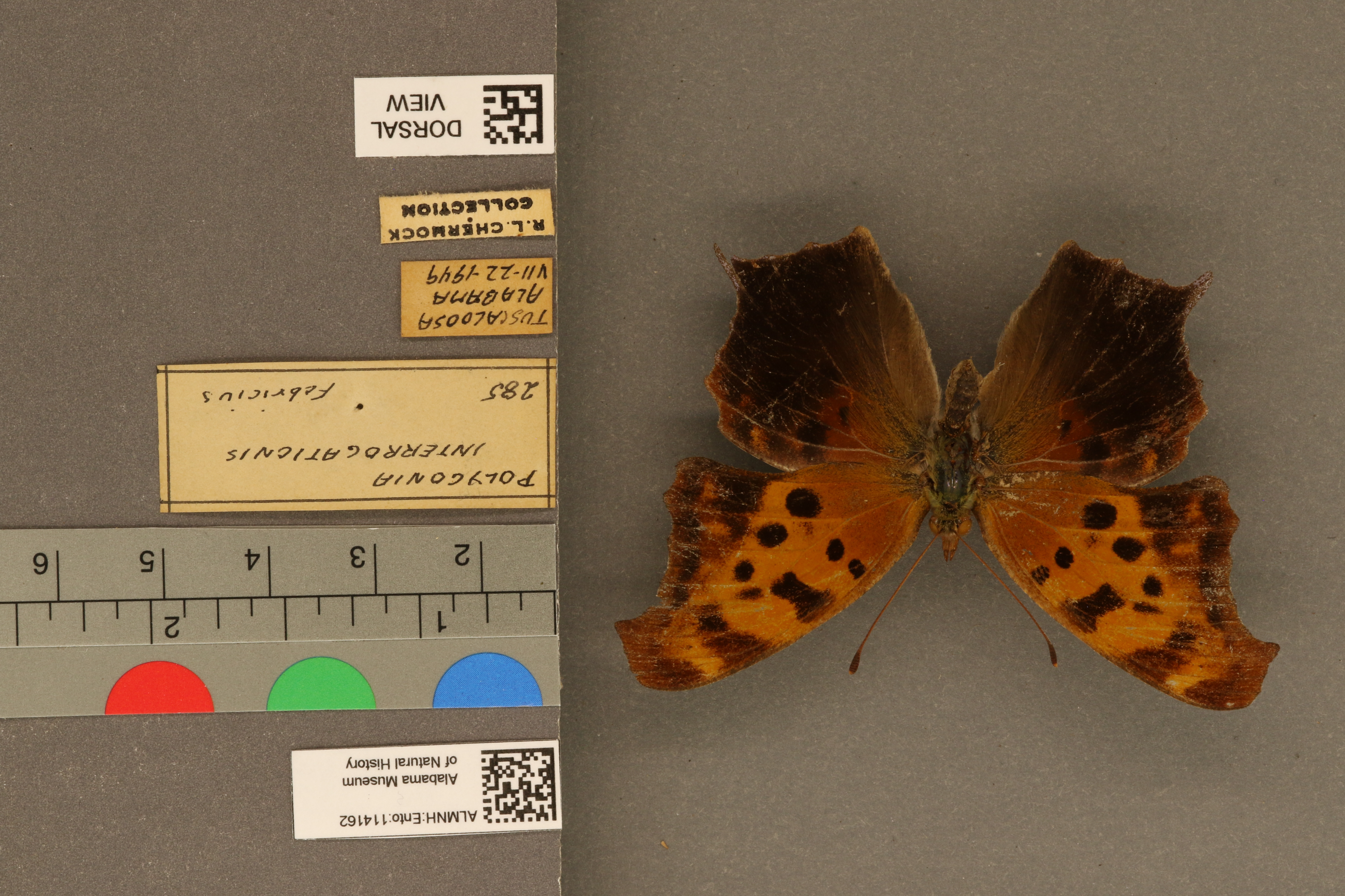Polygonia interrogationis