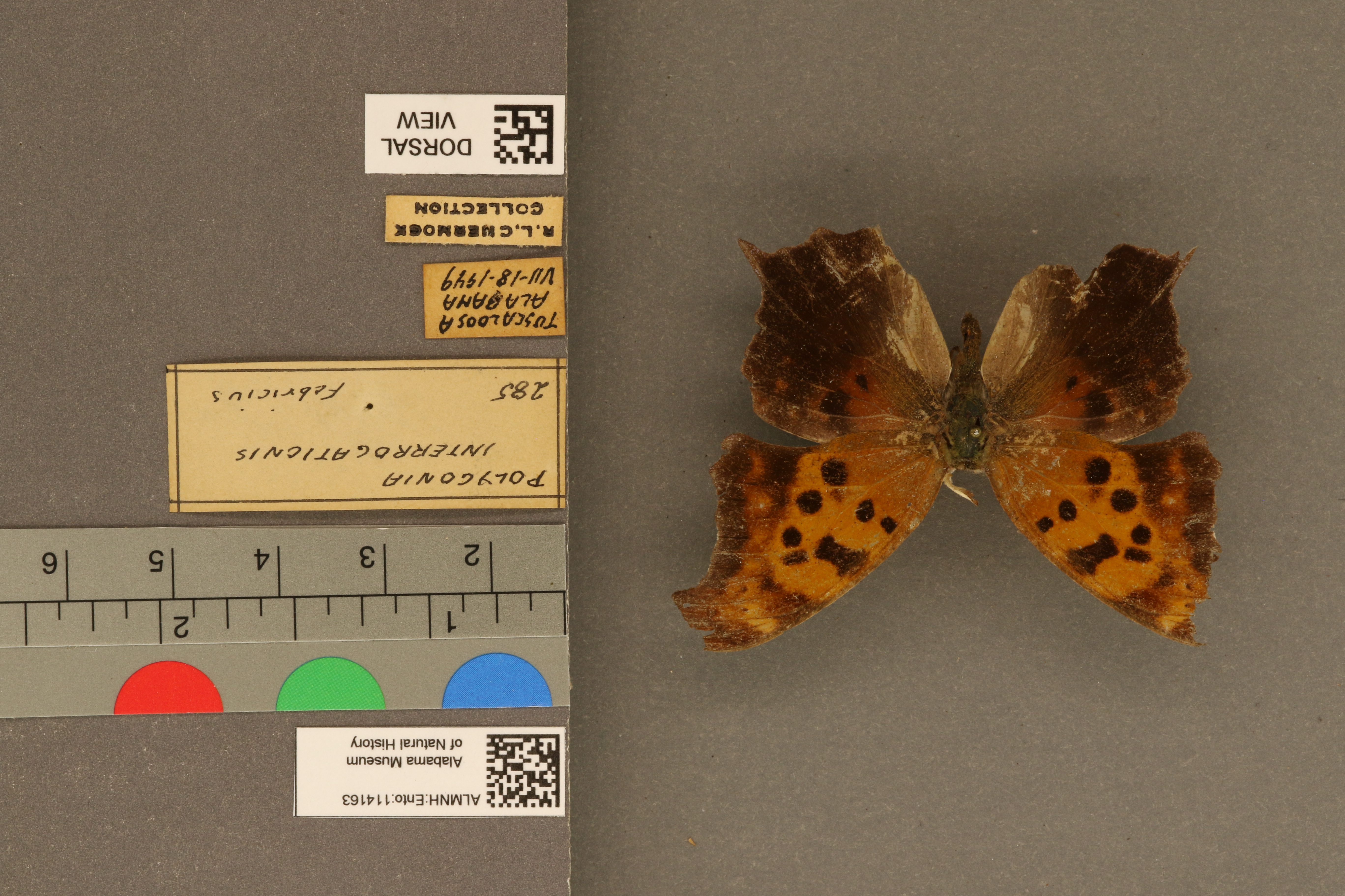 Polygonia interrogationis