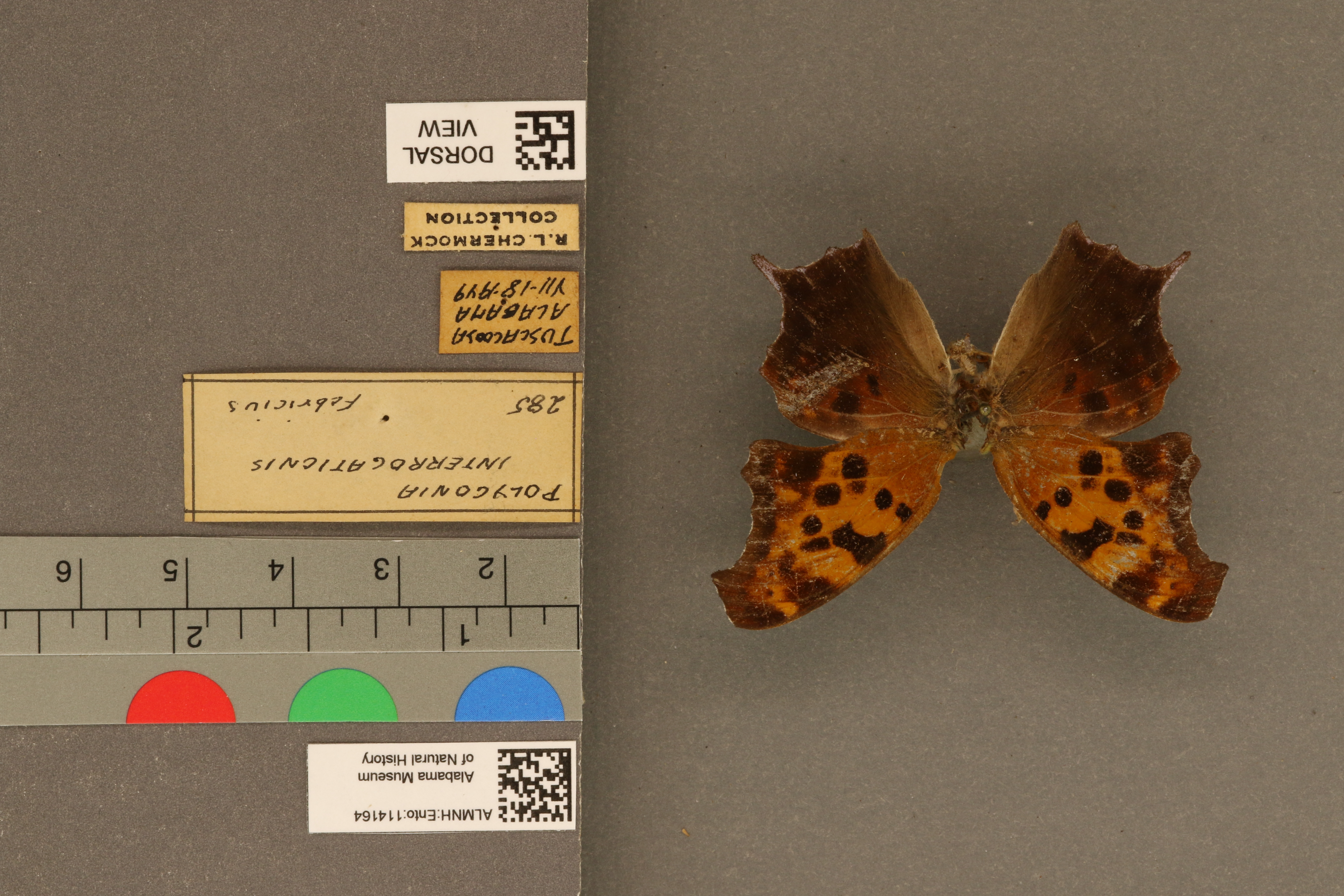 Polygonia interrogationis