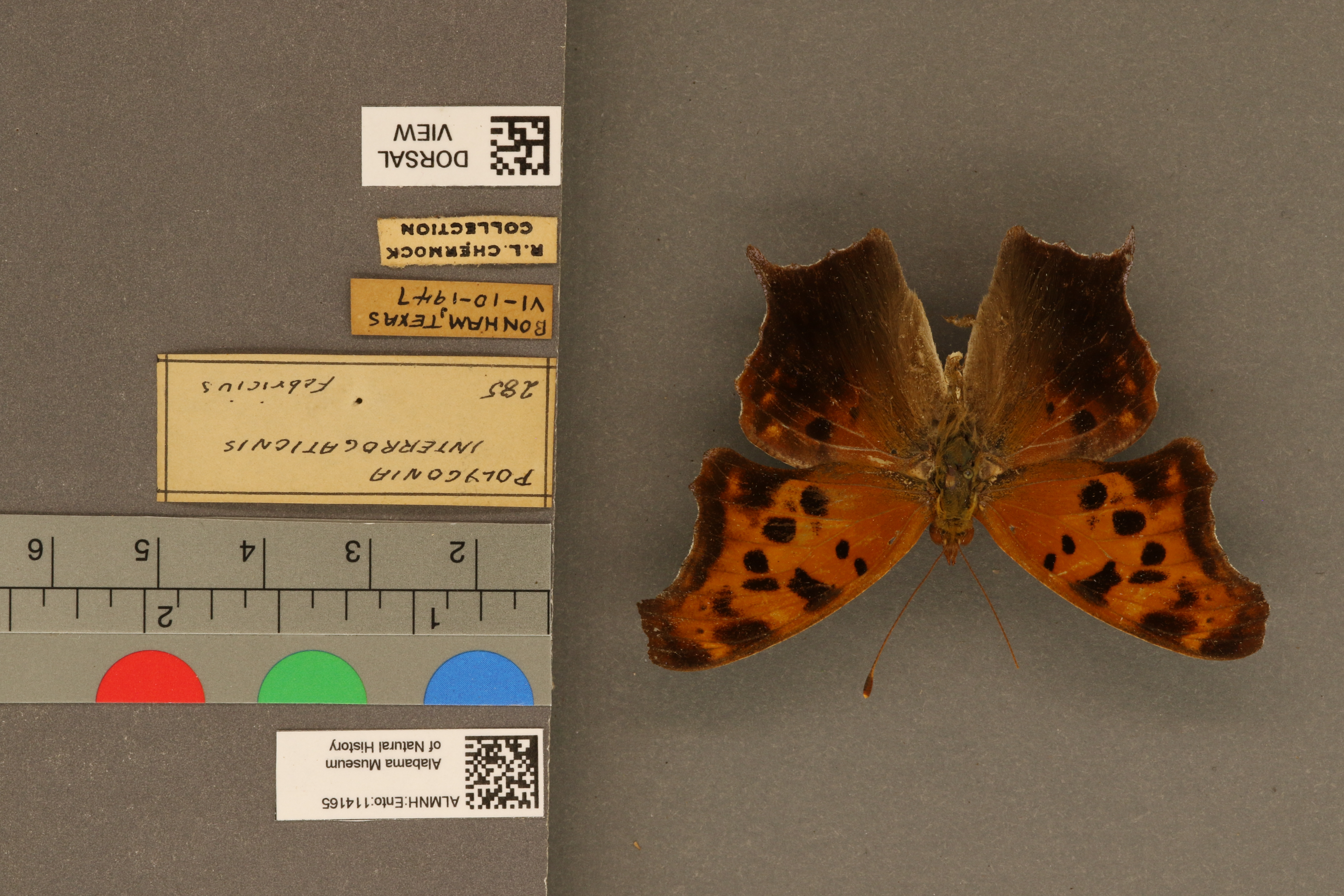 Polygonia interrogationis