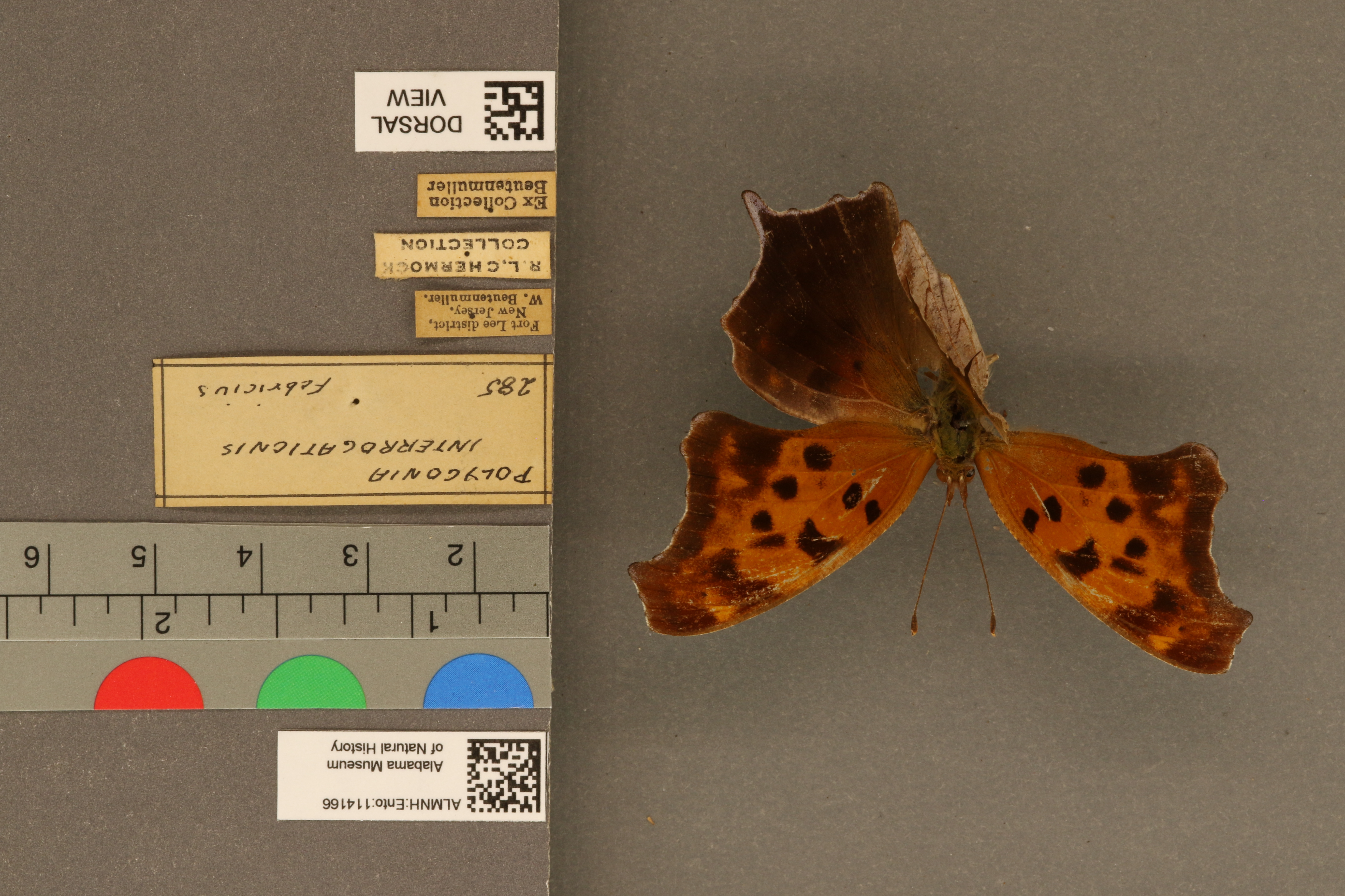 Polygonia interrogationis