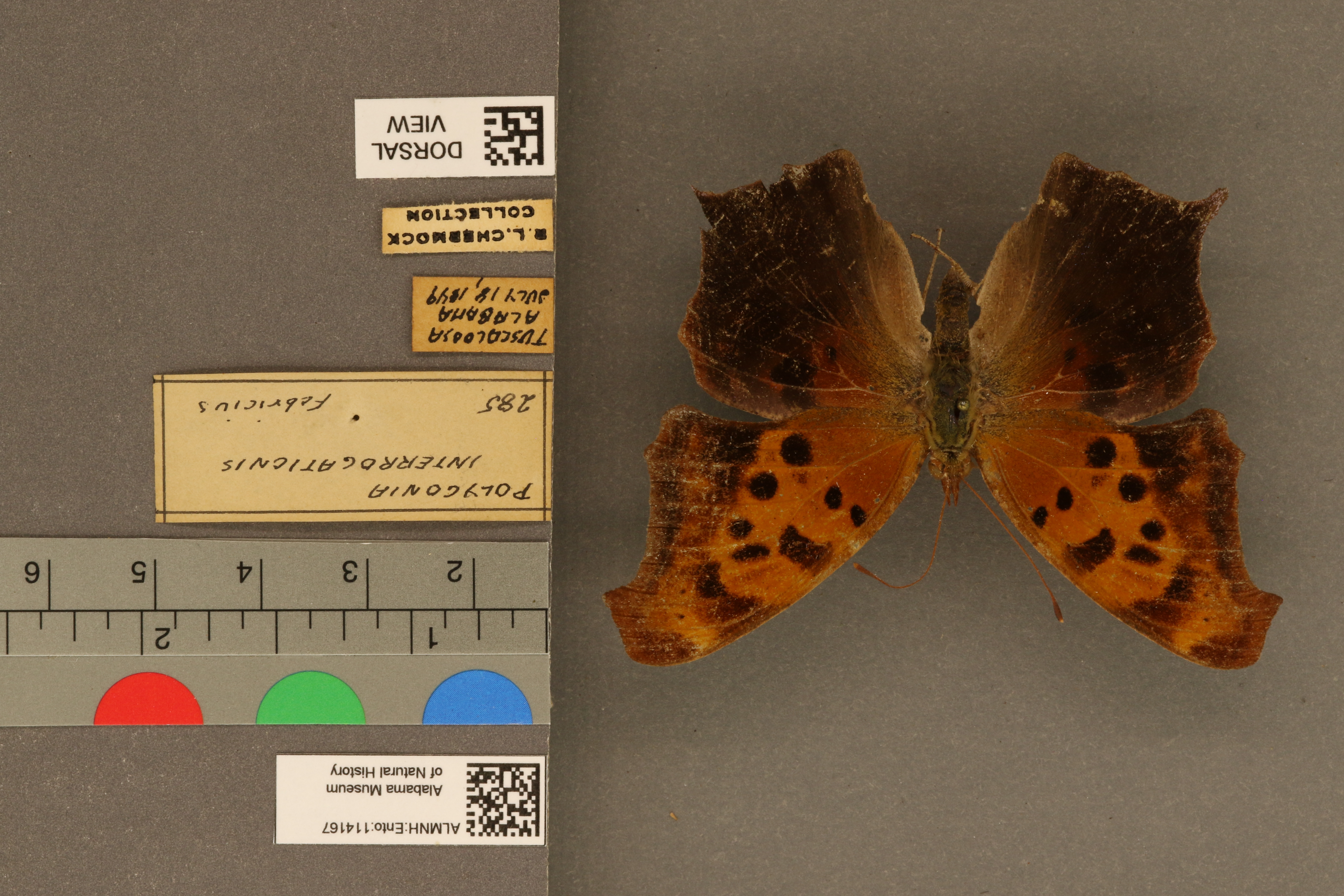 Polygonia interrogationis