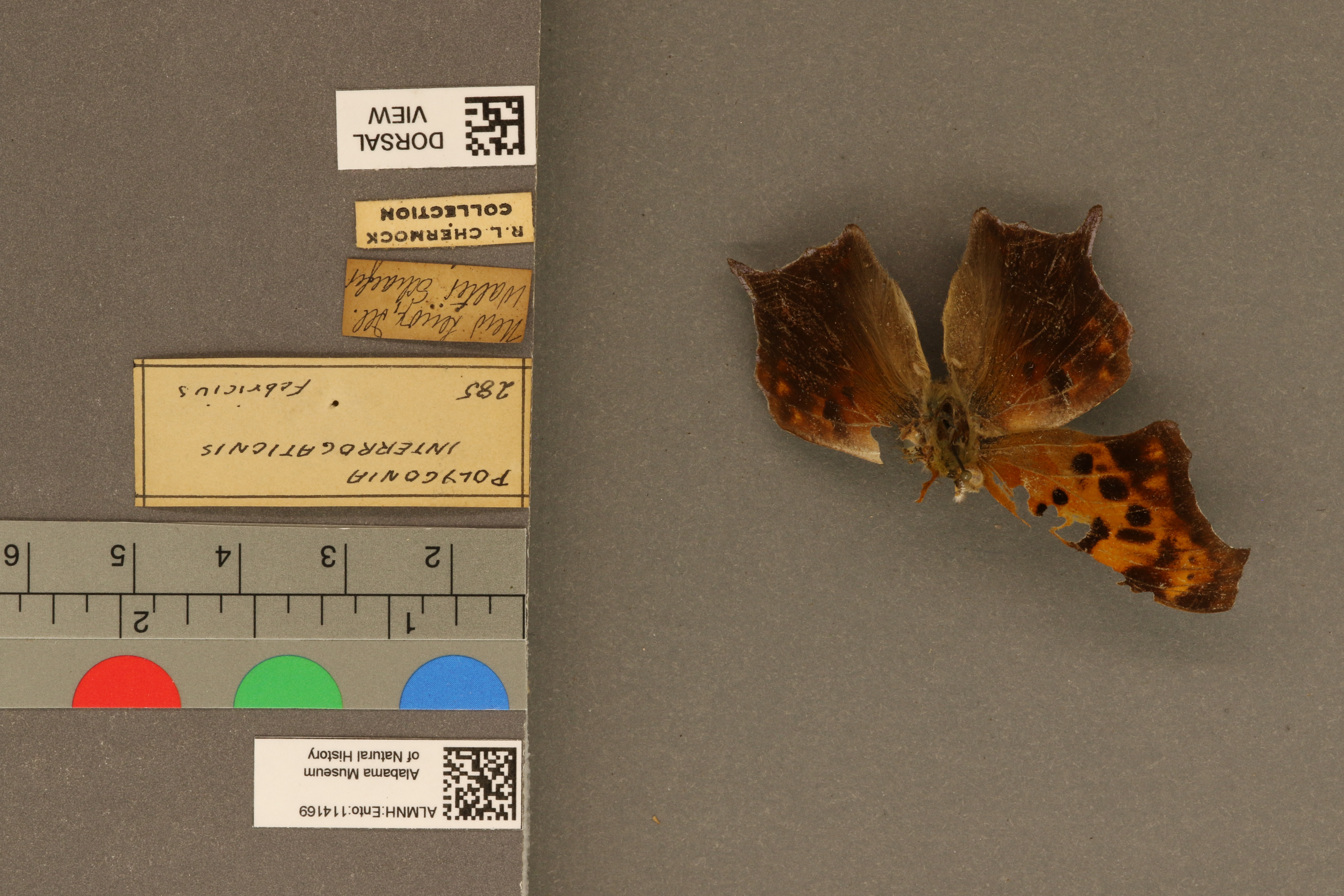 Polygonia interrogationis