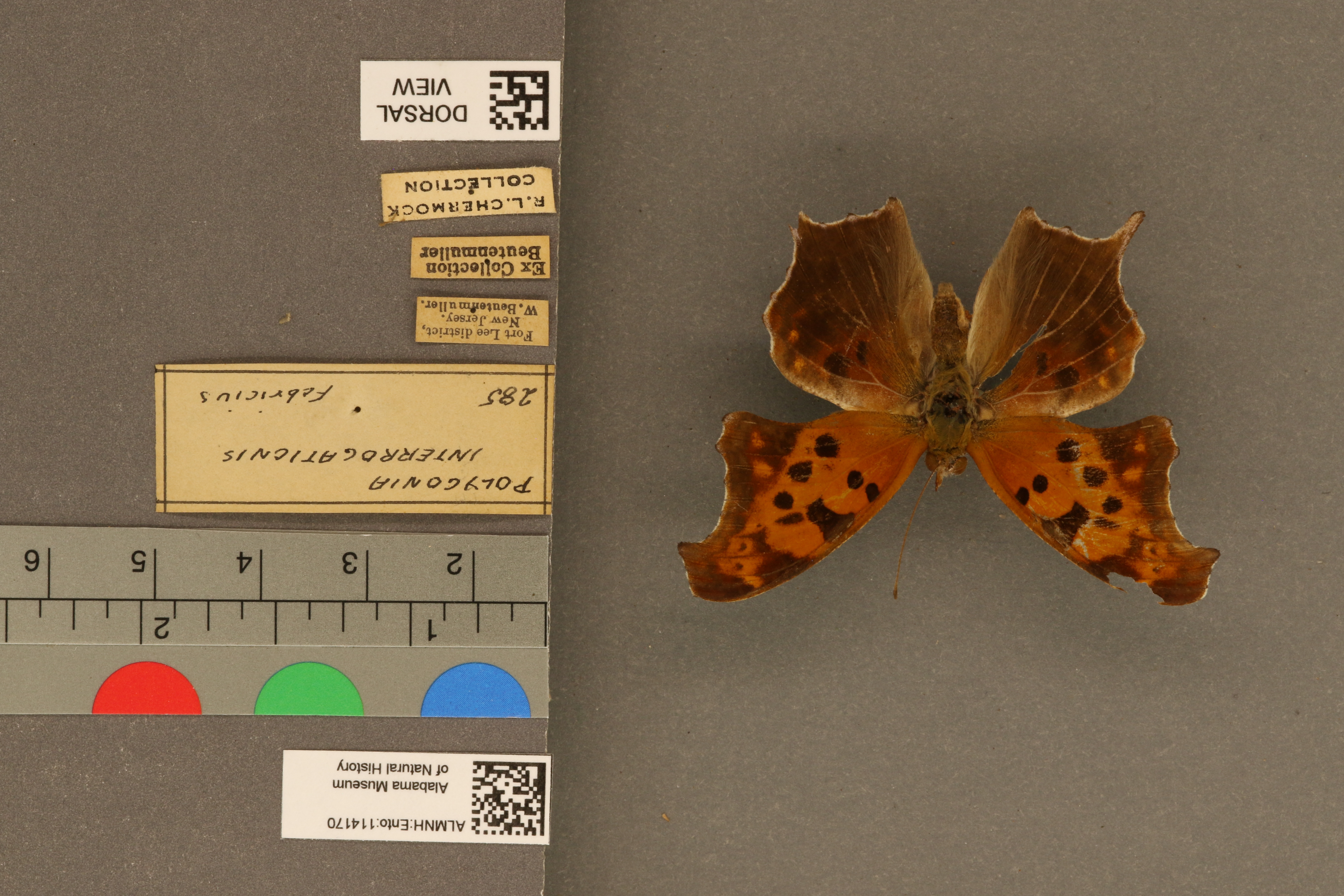 Polygonia interrogationis