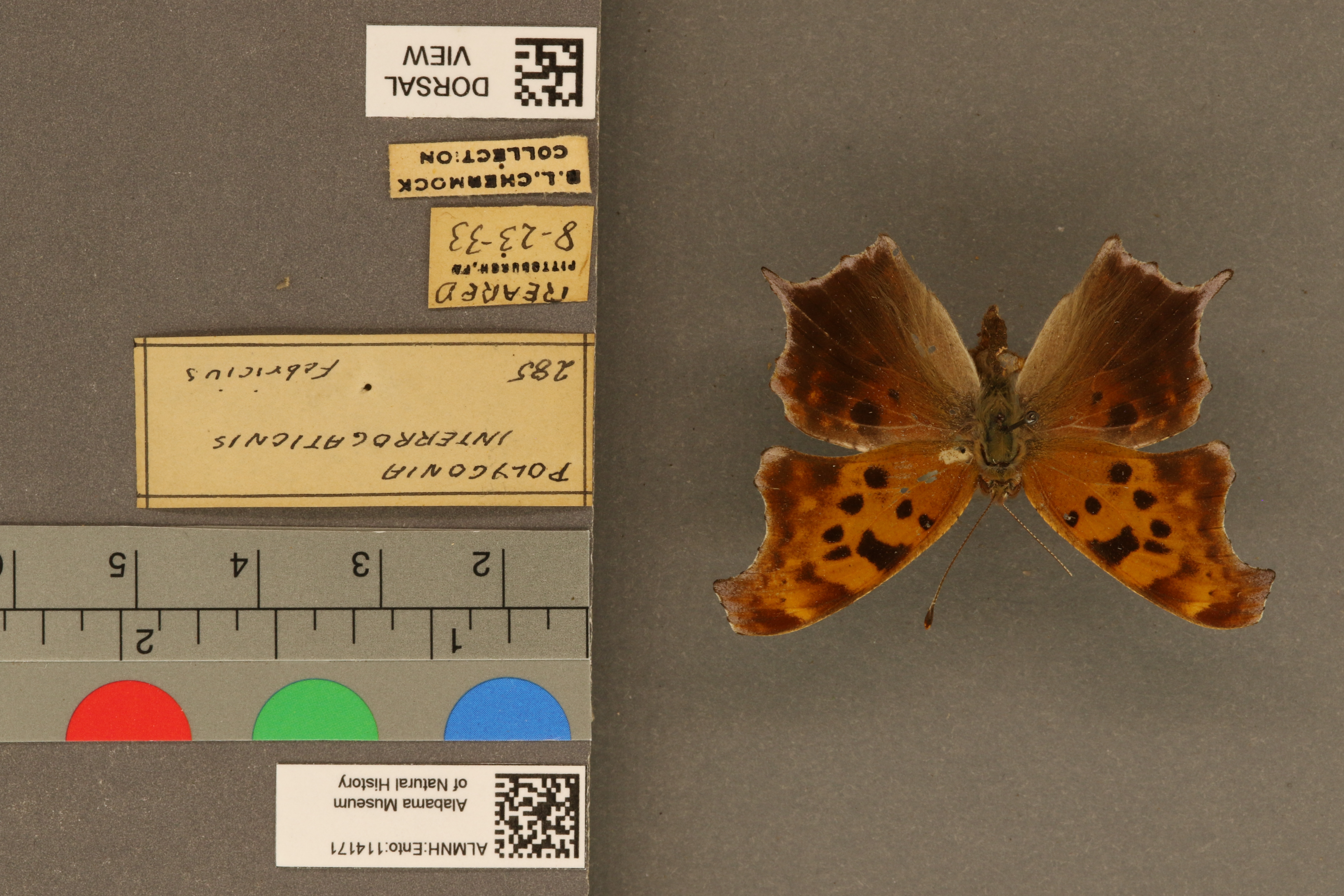 Polygonia interrogationis