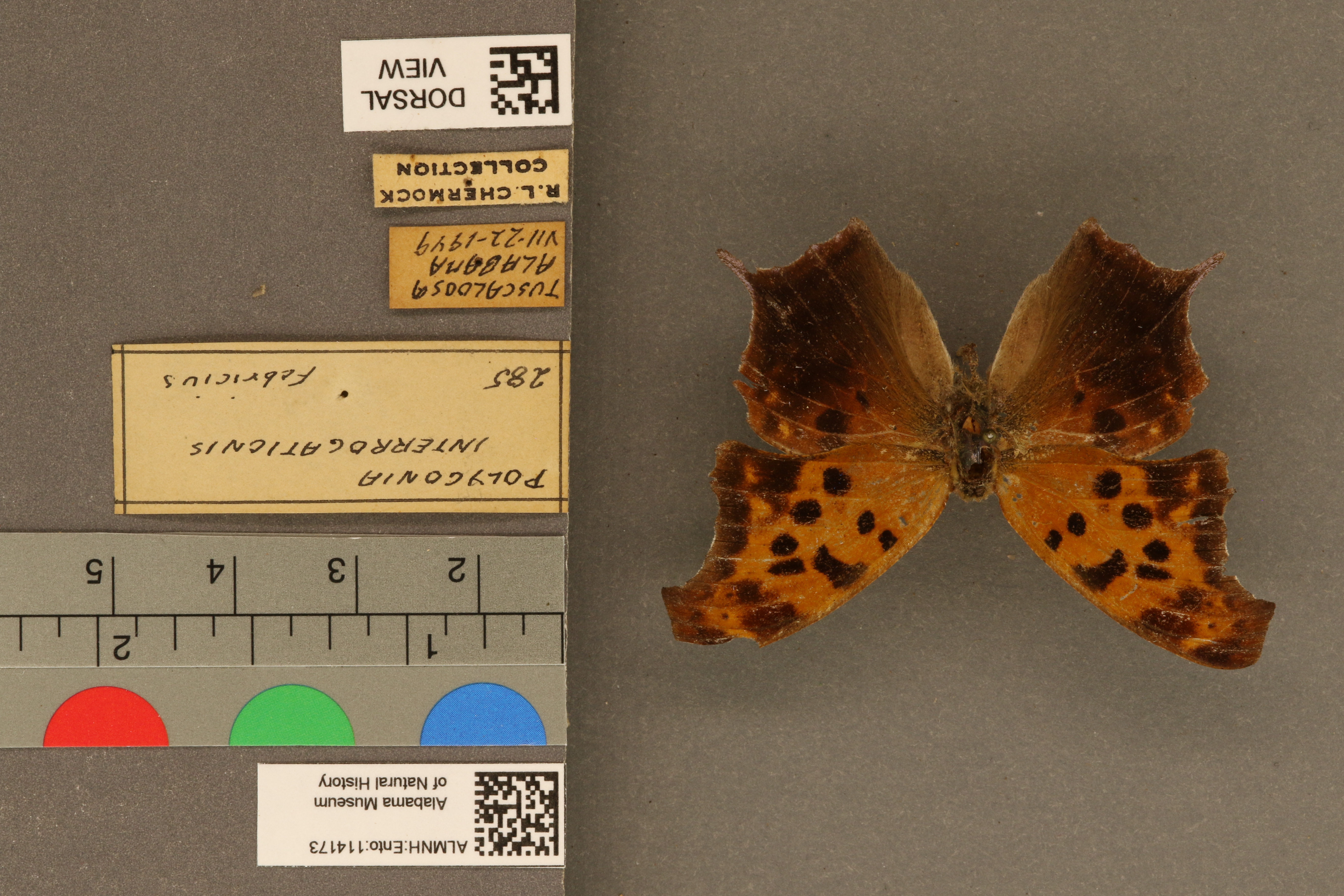 Polygonia interrogationis