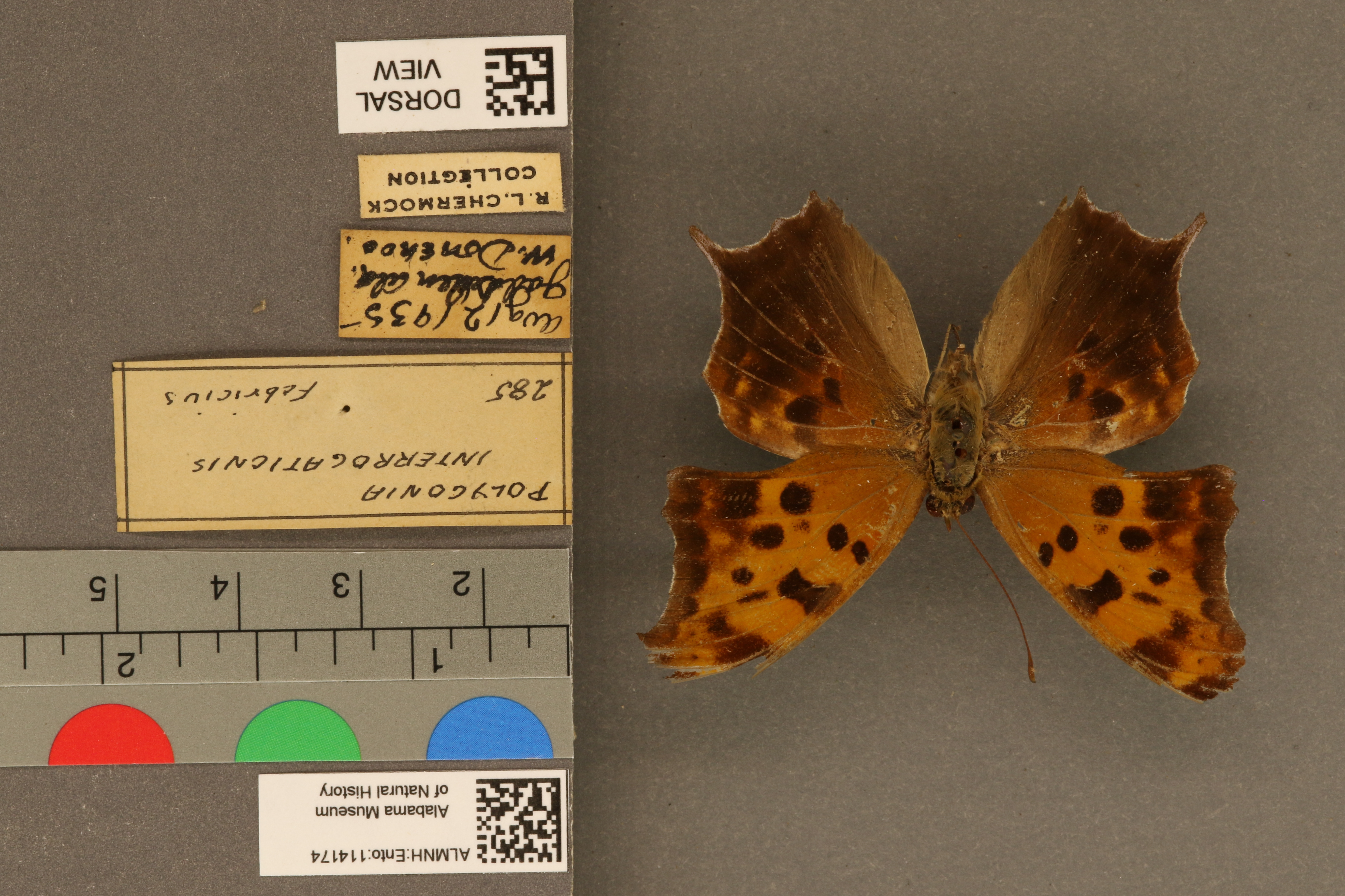 Polygonia interrogationis