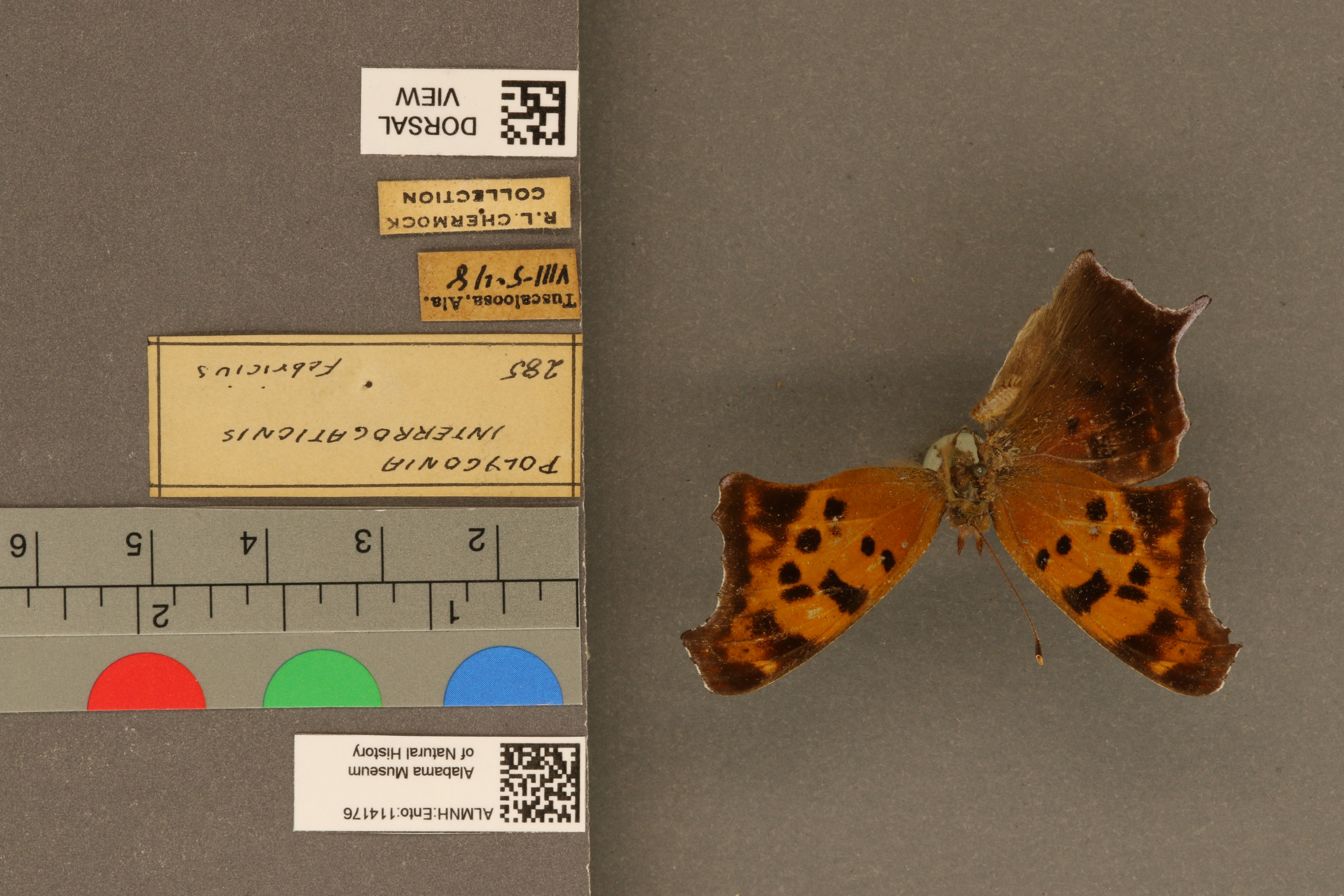 Polygonia interrogationis