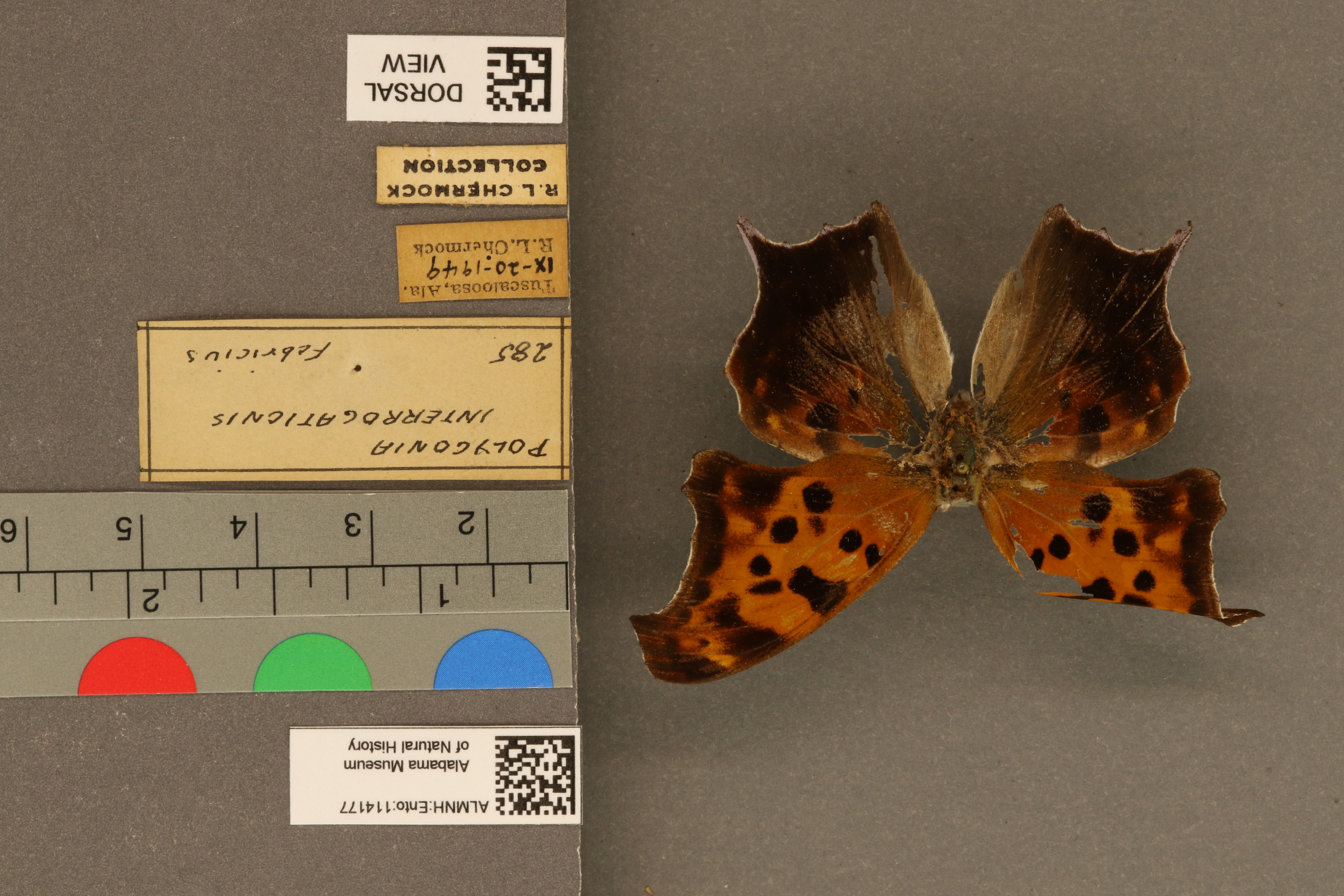 Polygonia interrogationis