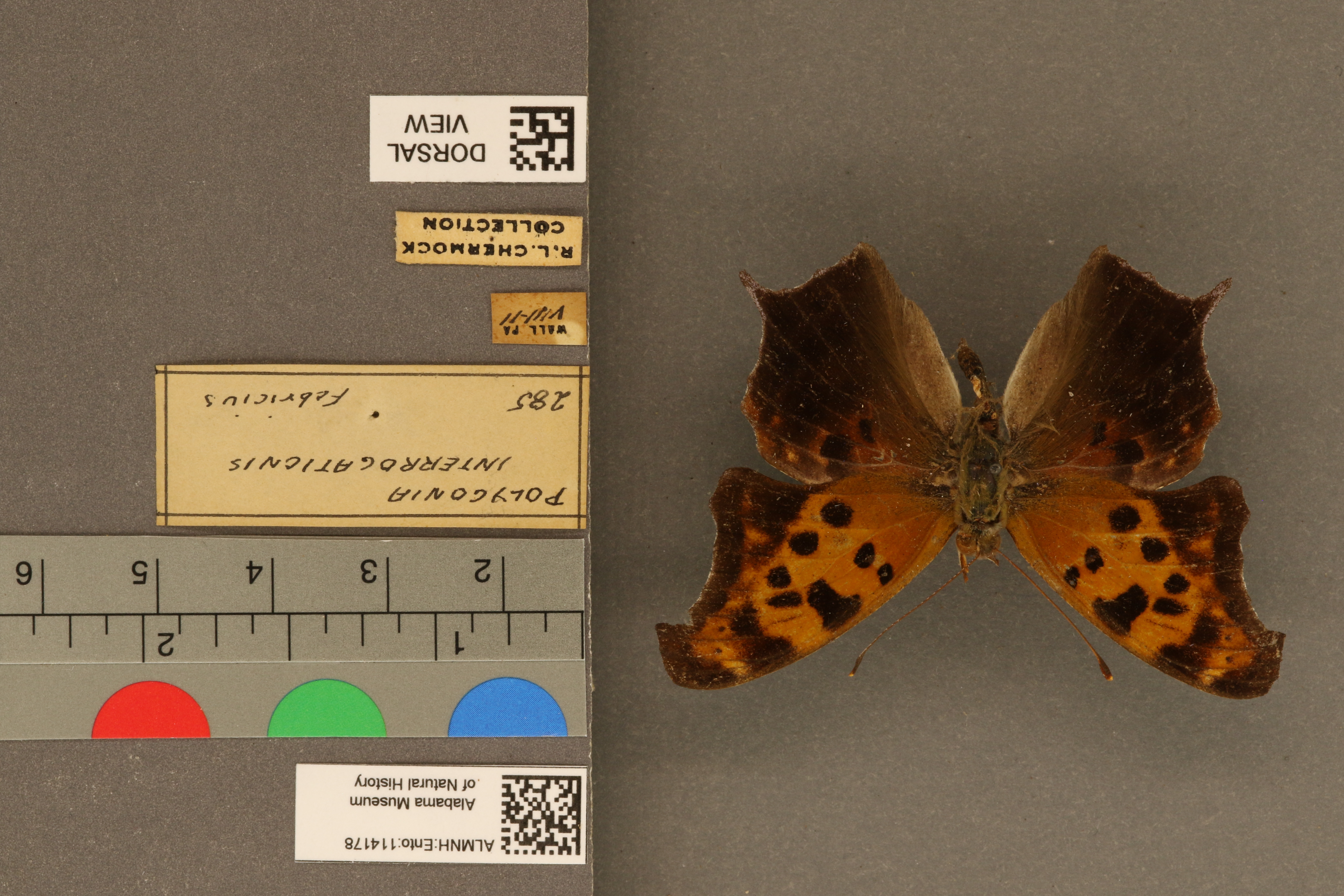 Polygonia interrogationis