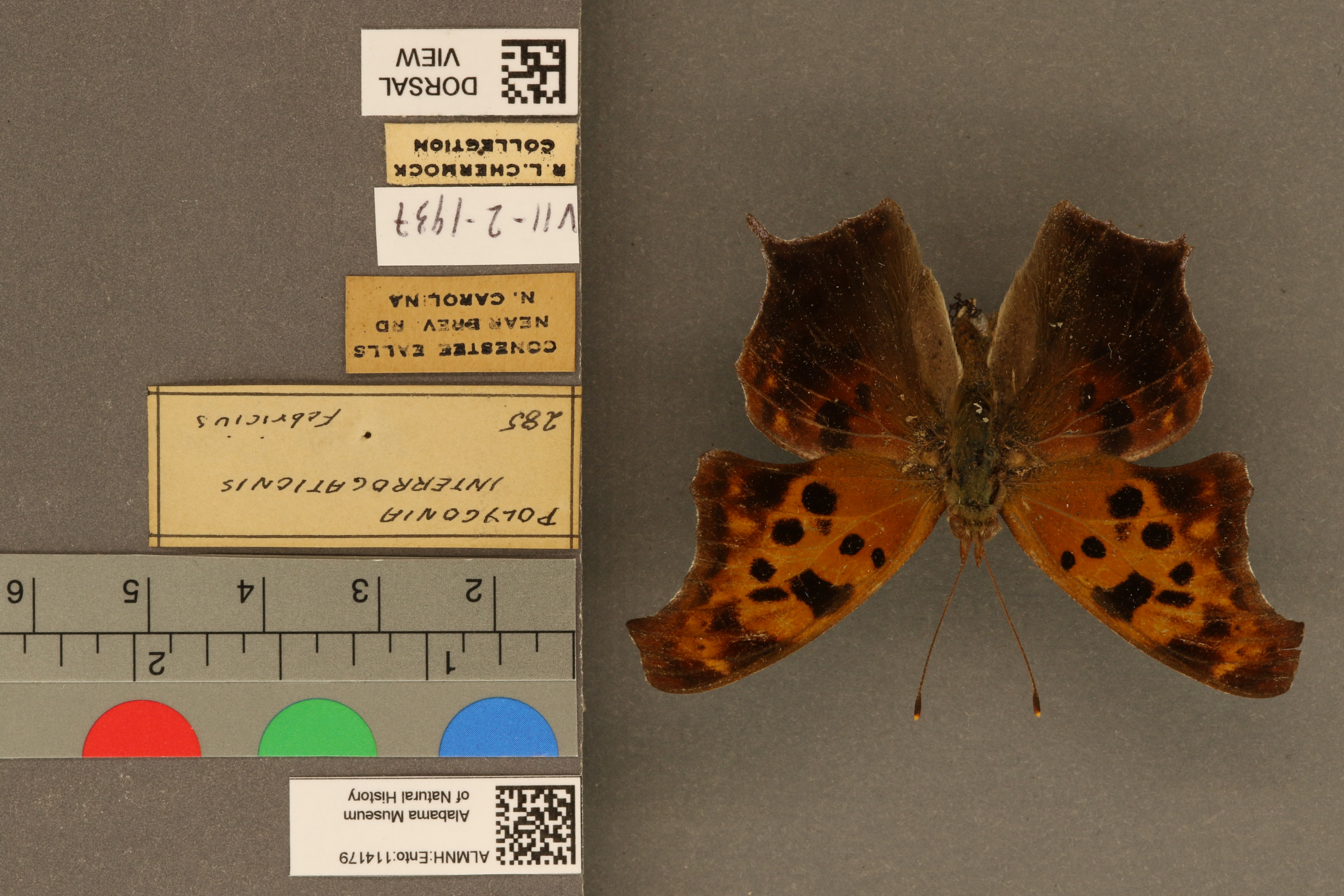 Polygonia interrogationis