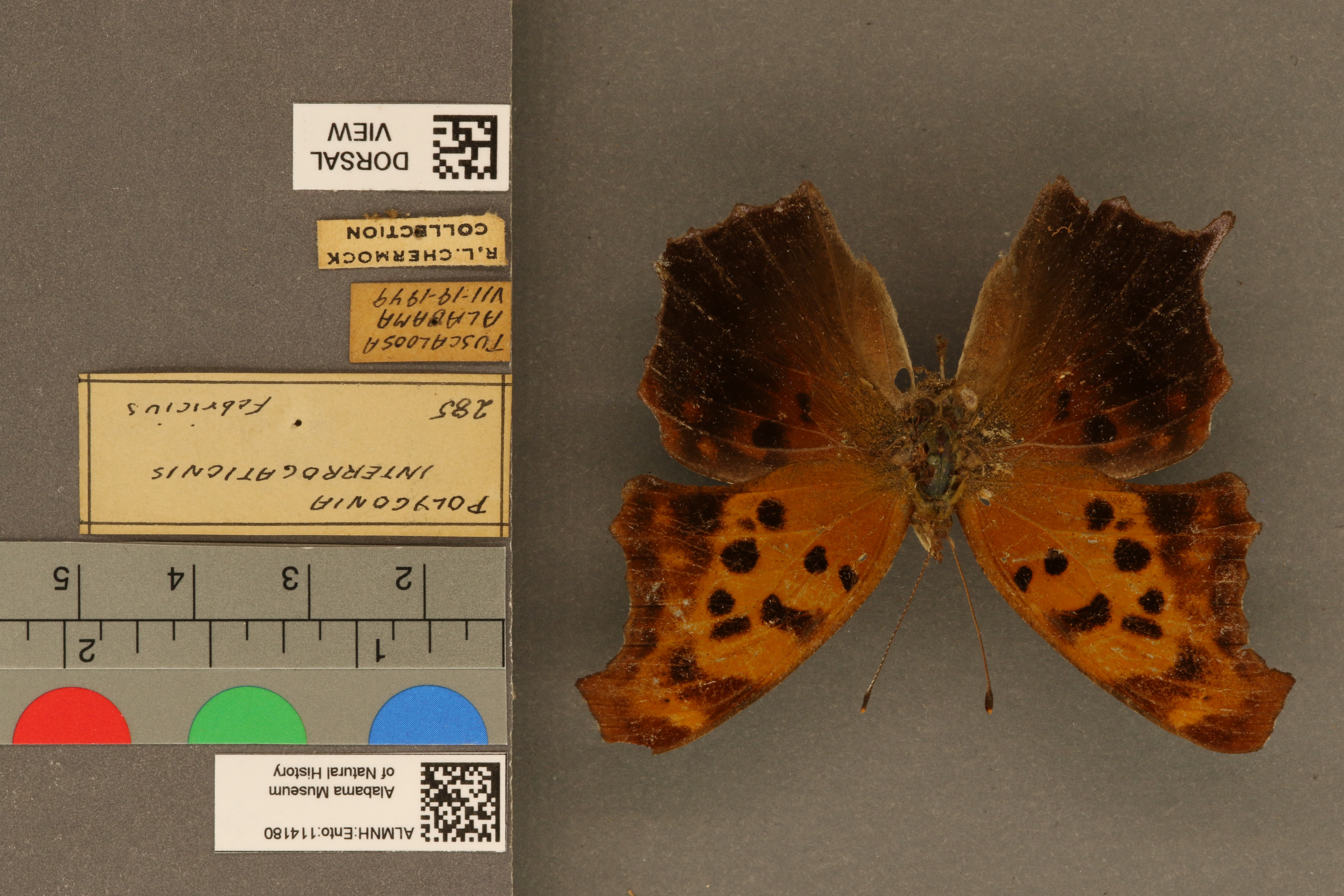 Polygonia interrogationis