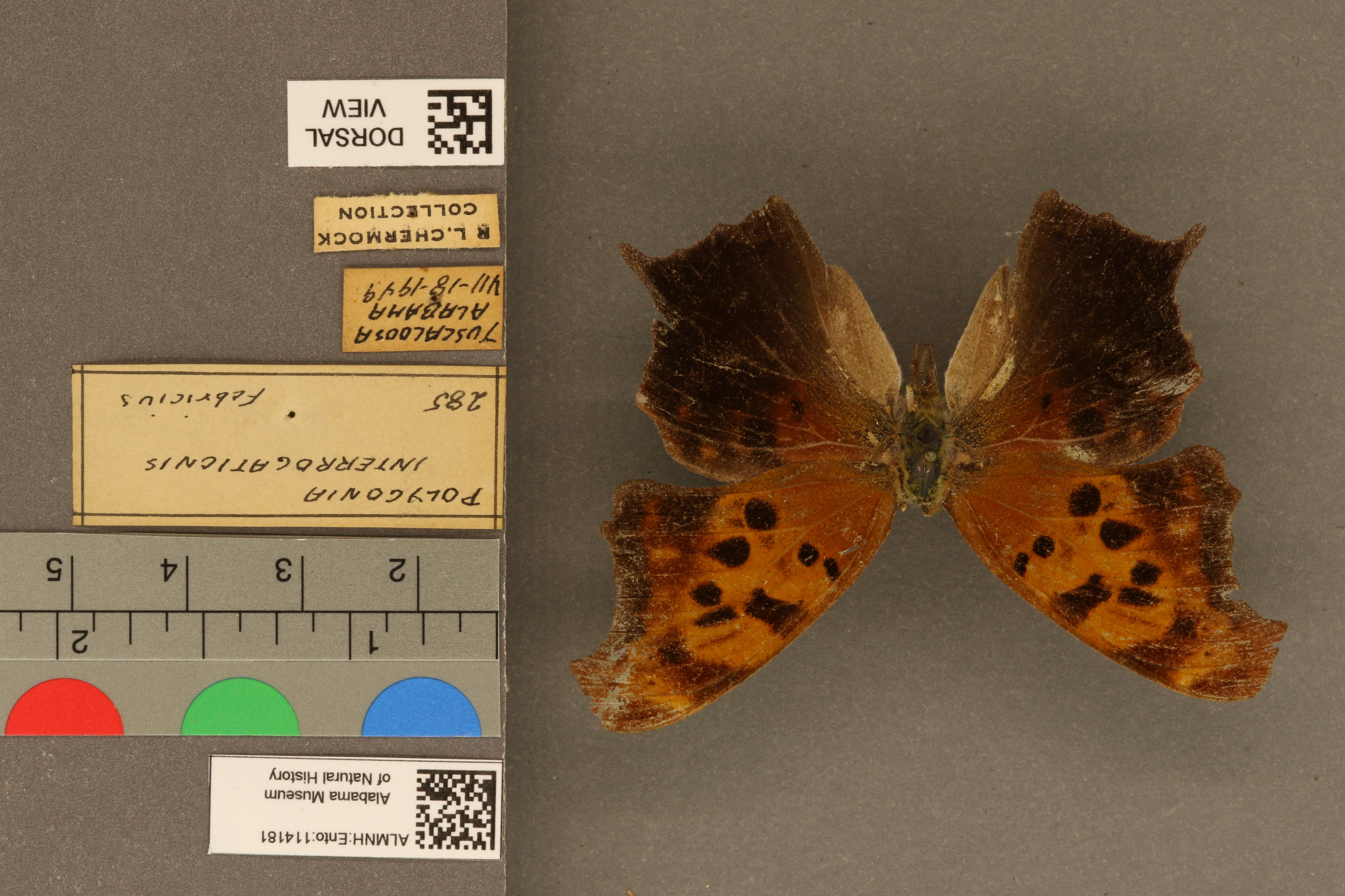 Polygonia interrogationis