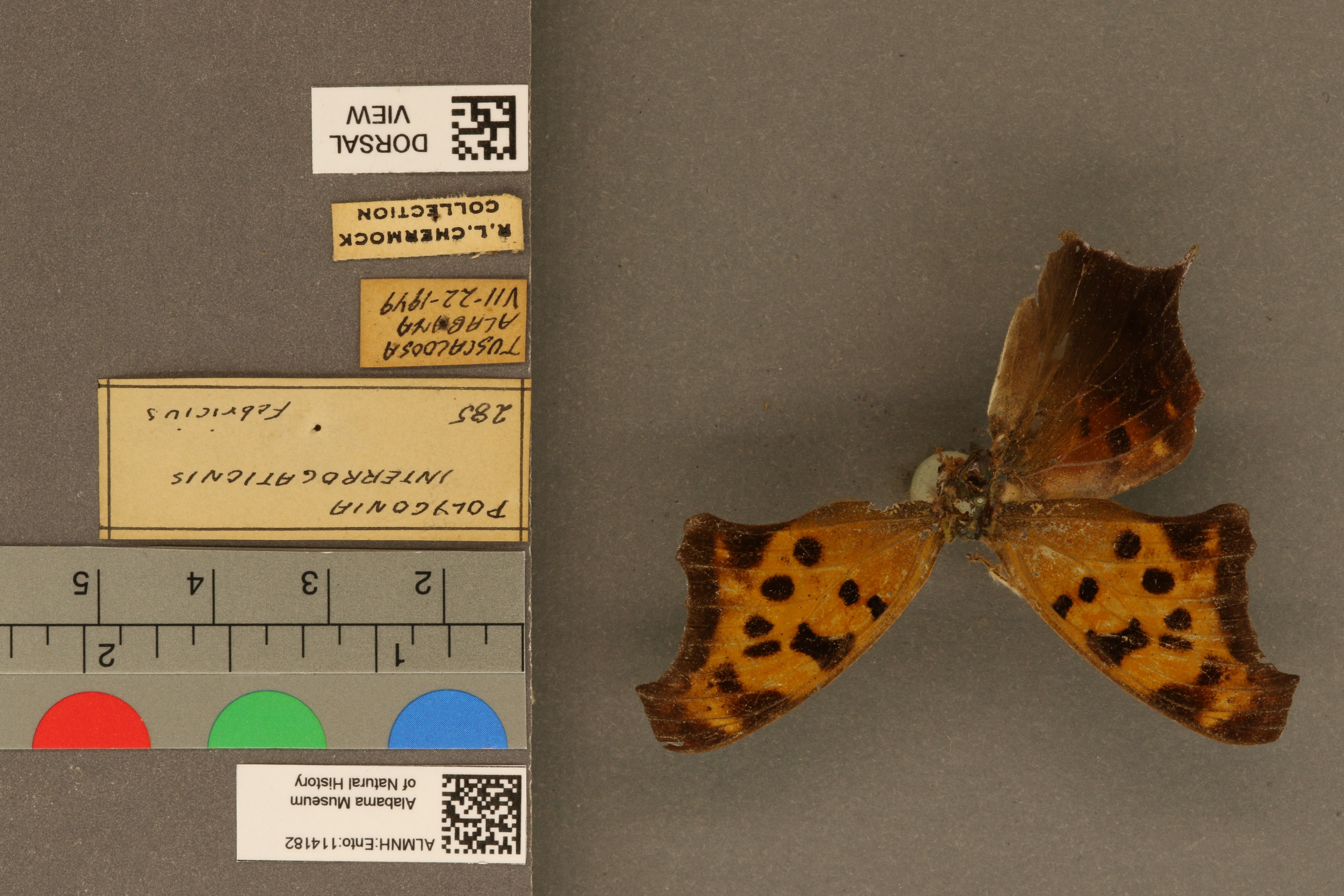 Polygonia interrogationis