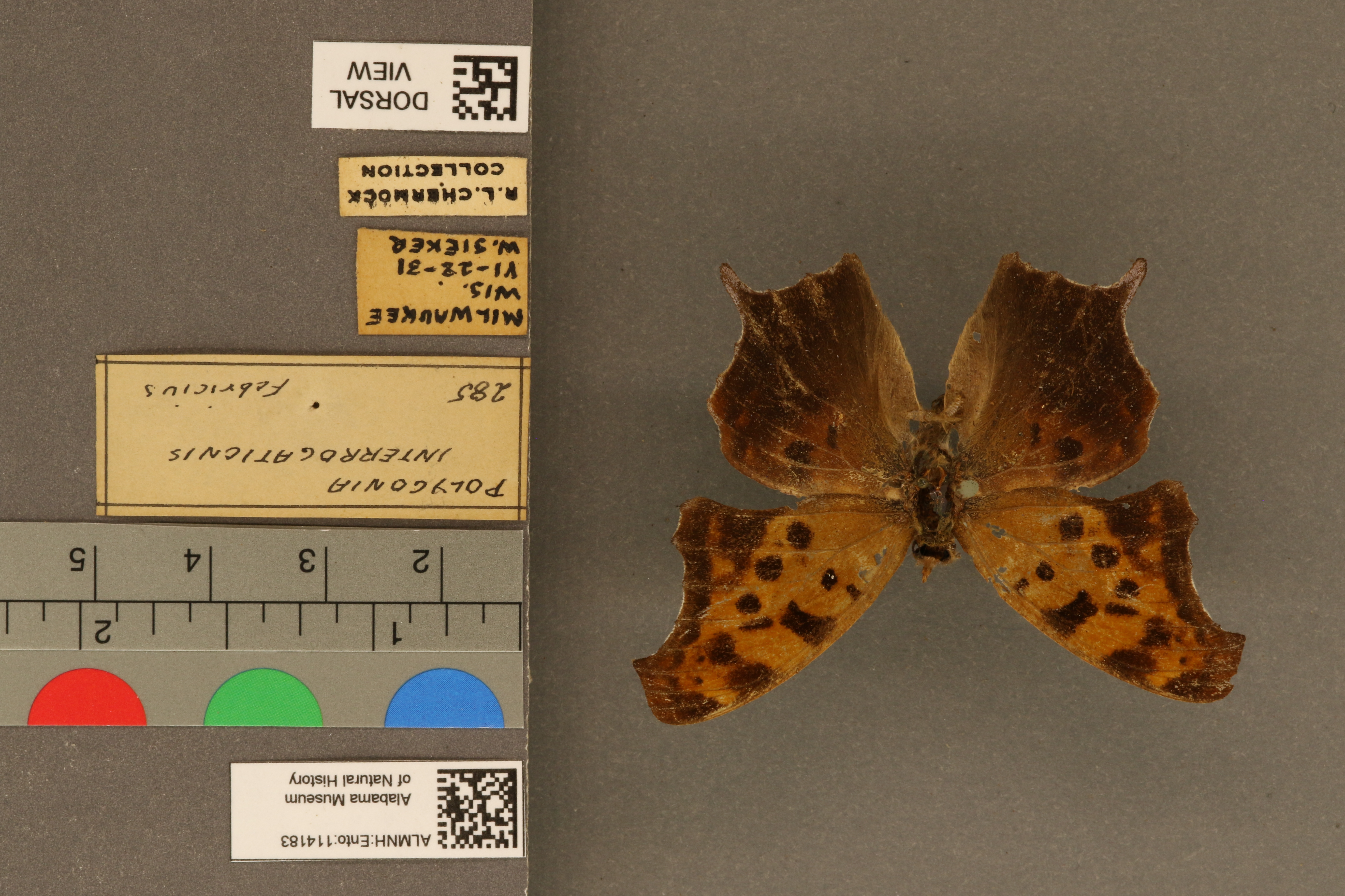 Polygonia interrogationis