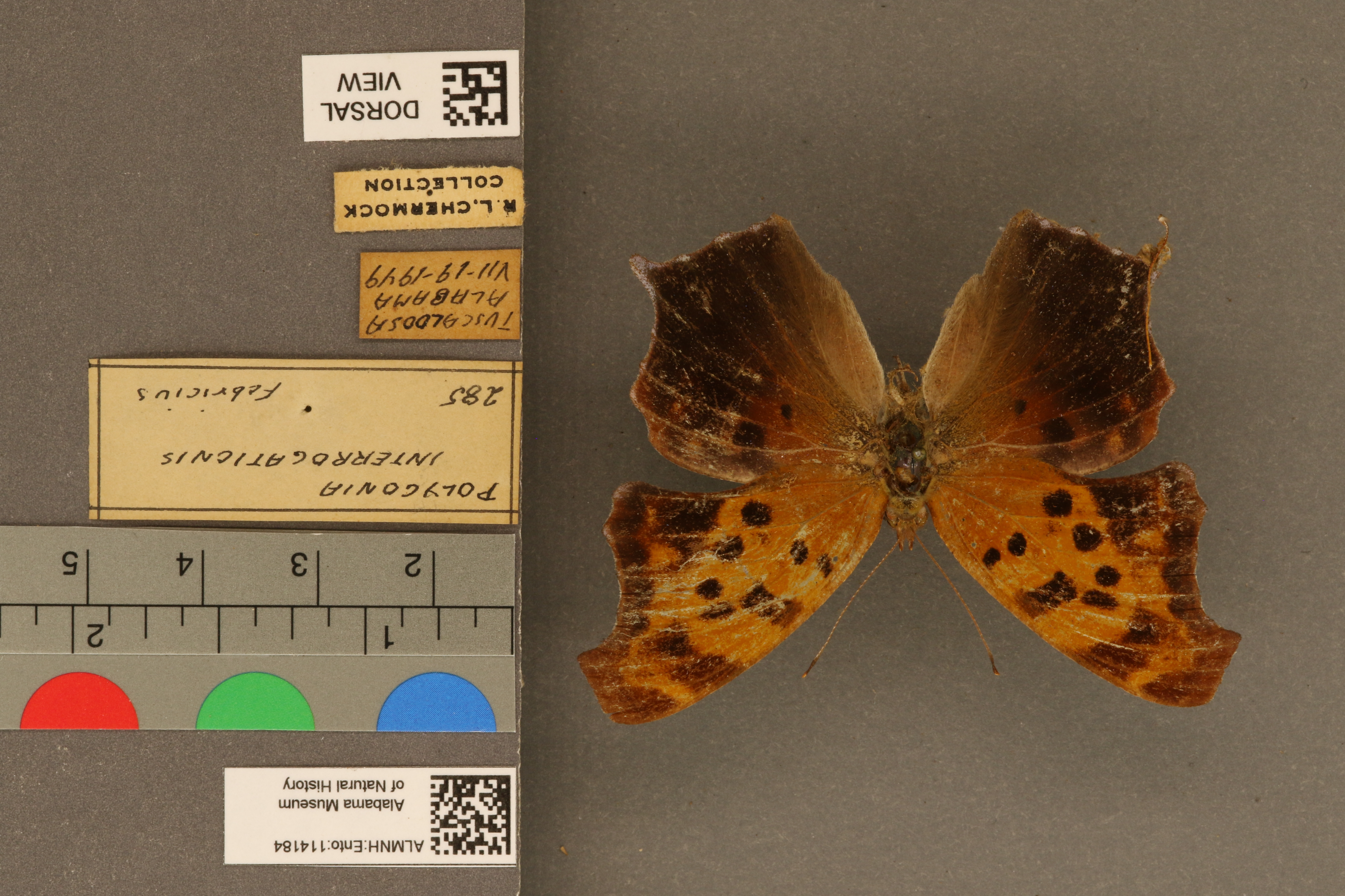 Polygonia interrogationis