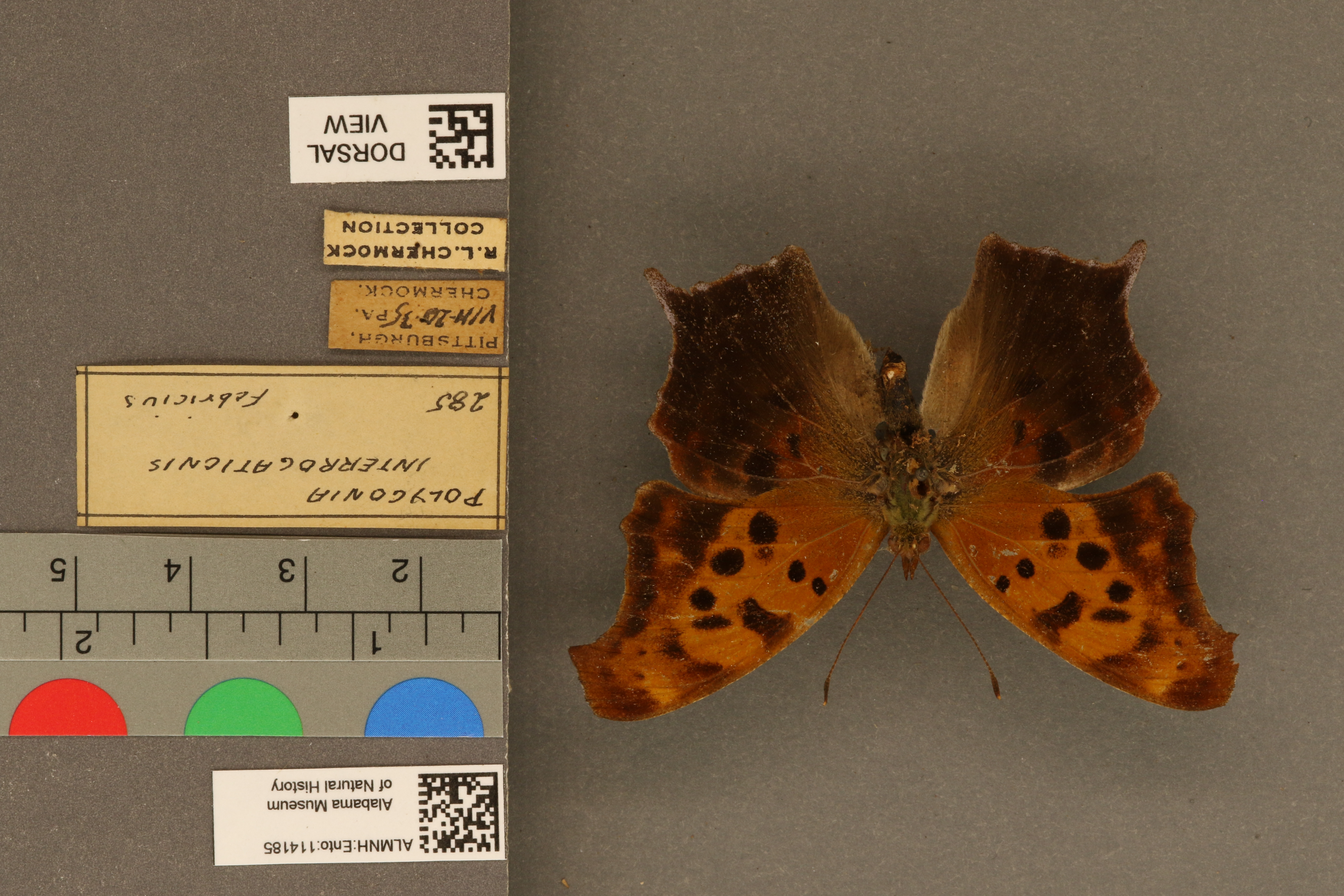 Polygonia interrogationis